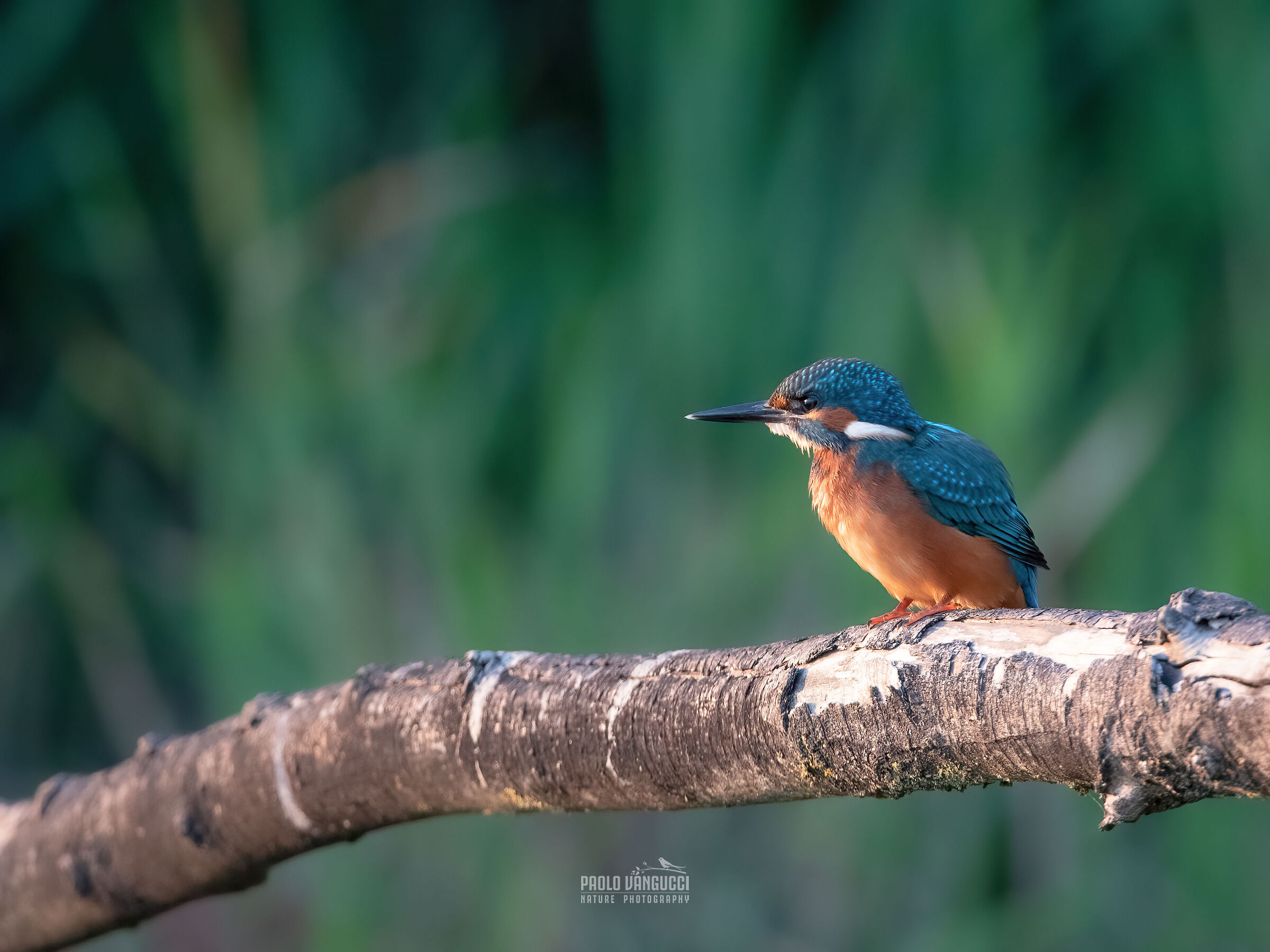 Kingfisher m. (Tuscany-July 2023)