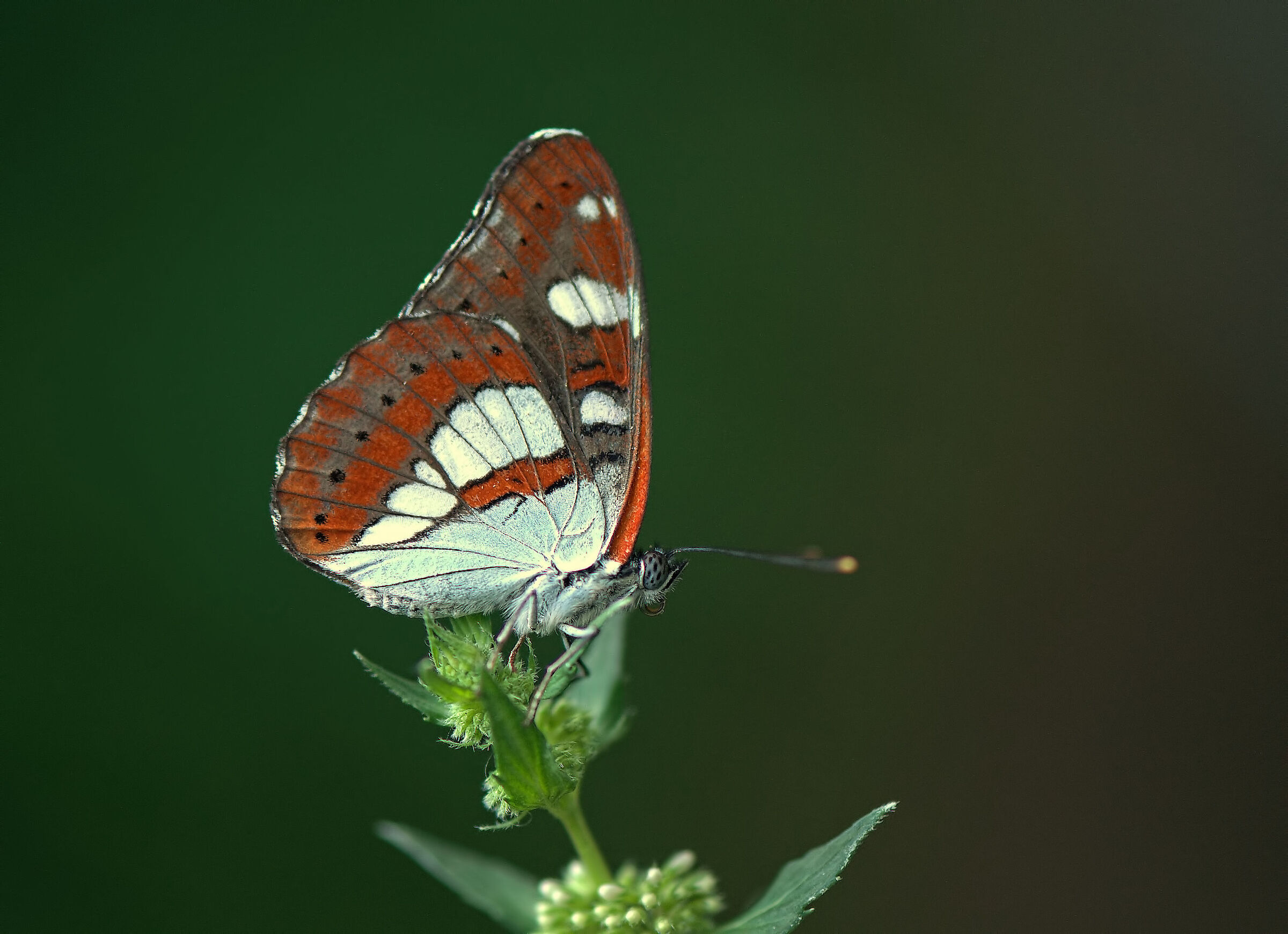 Limenitis reducta