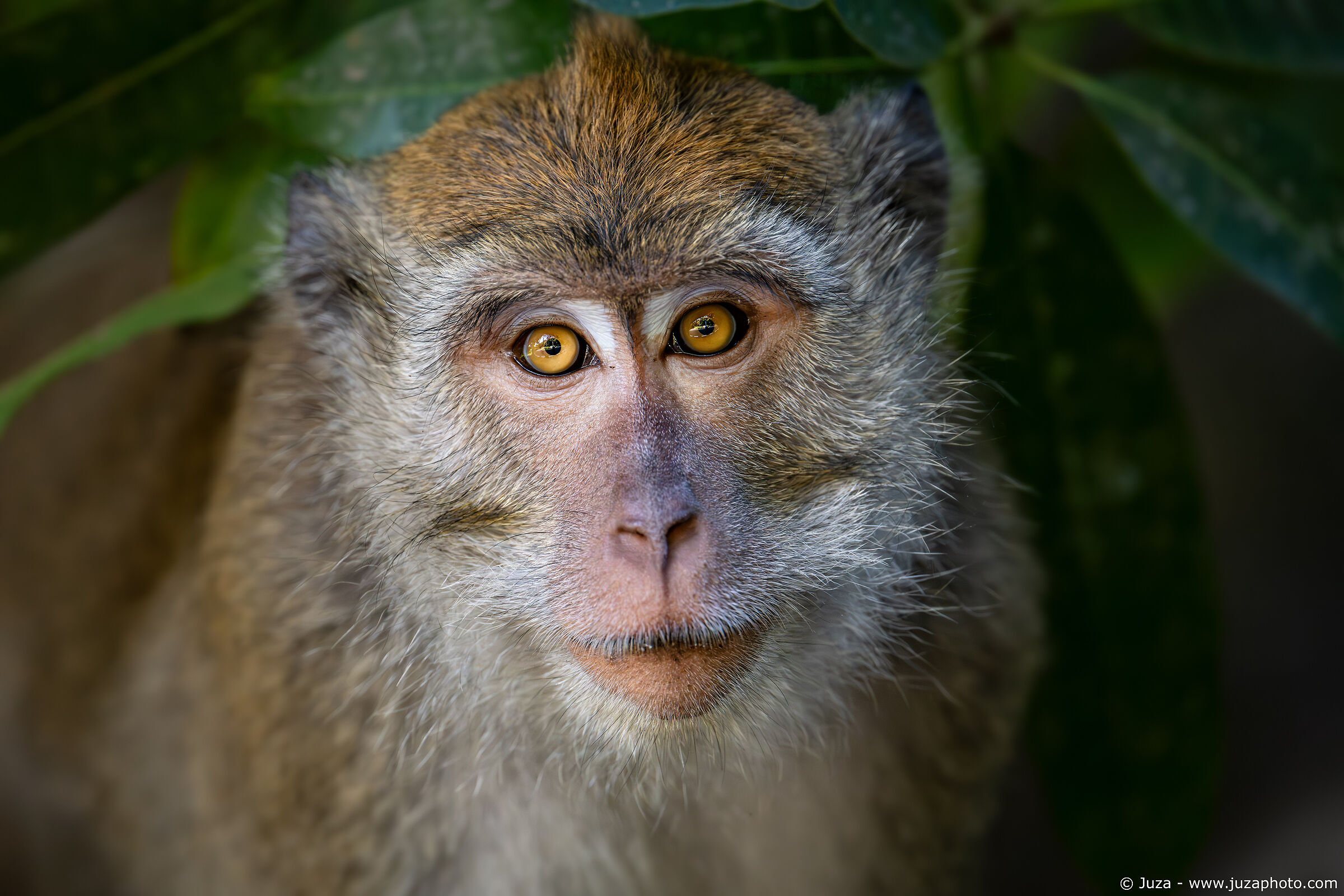 Portrait of macaque
