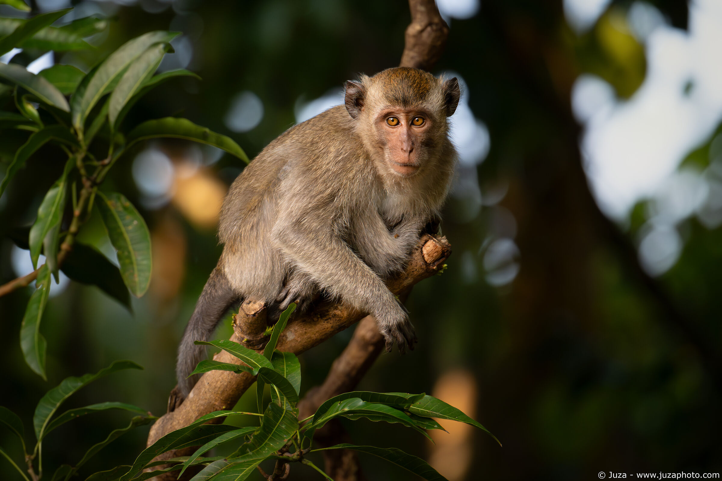 Macaque in the forest