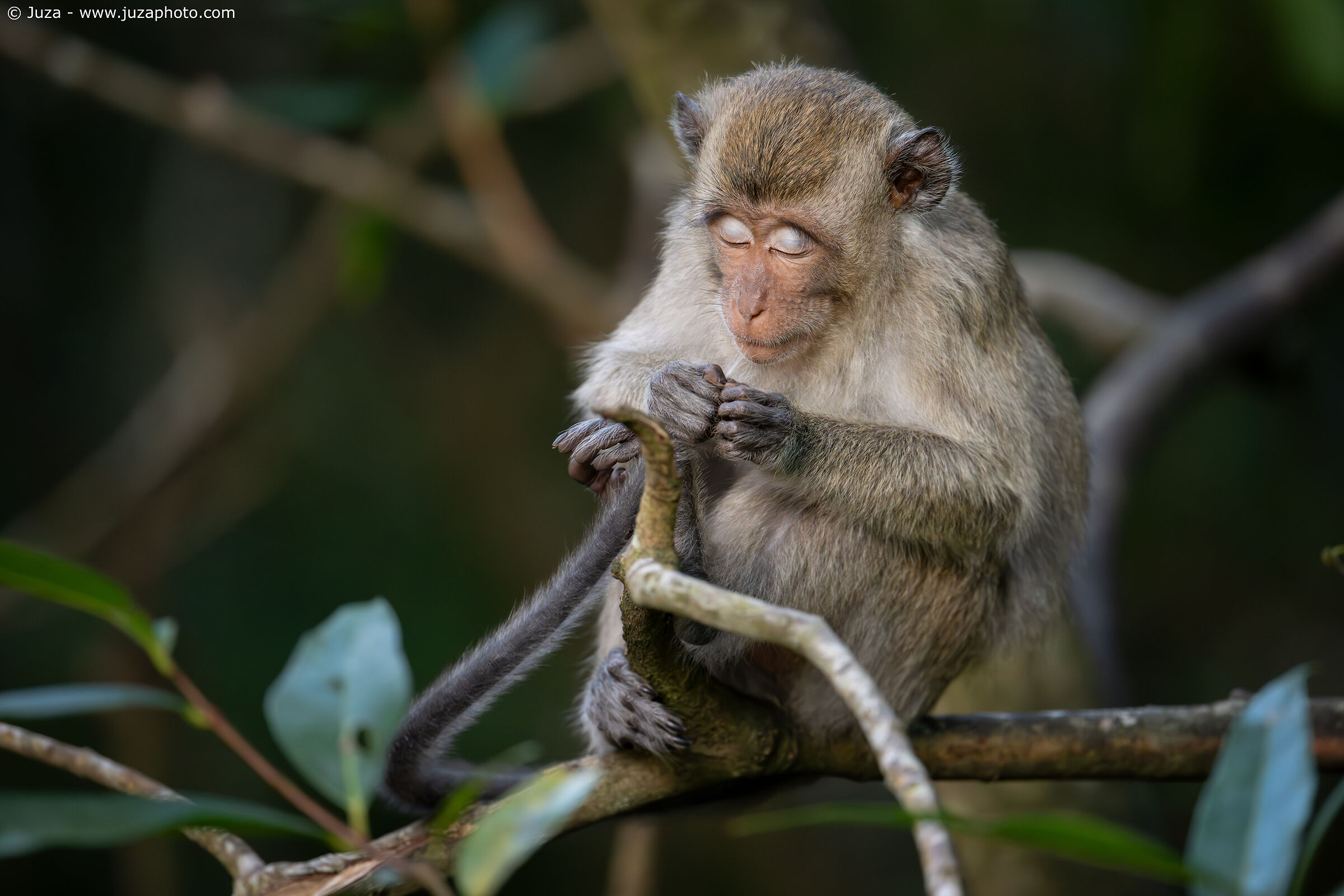 Long-tailed Macaque (Macaca fascicularis)