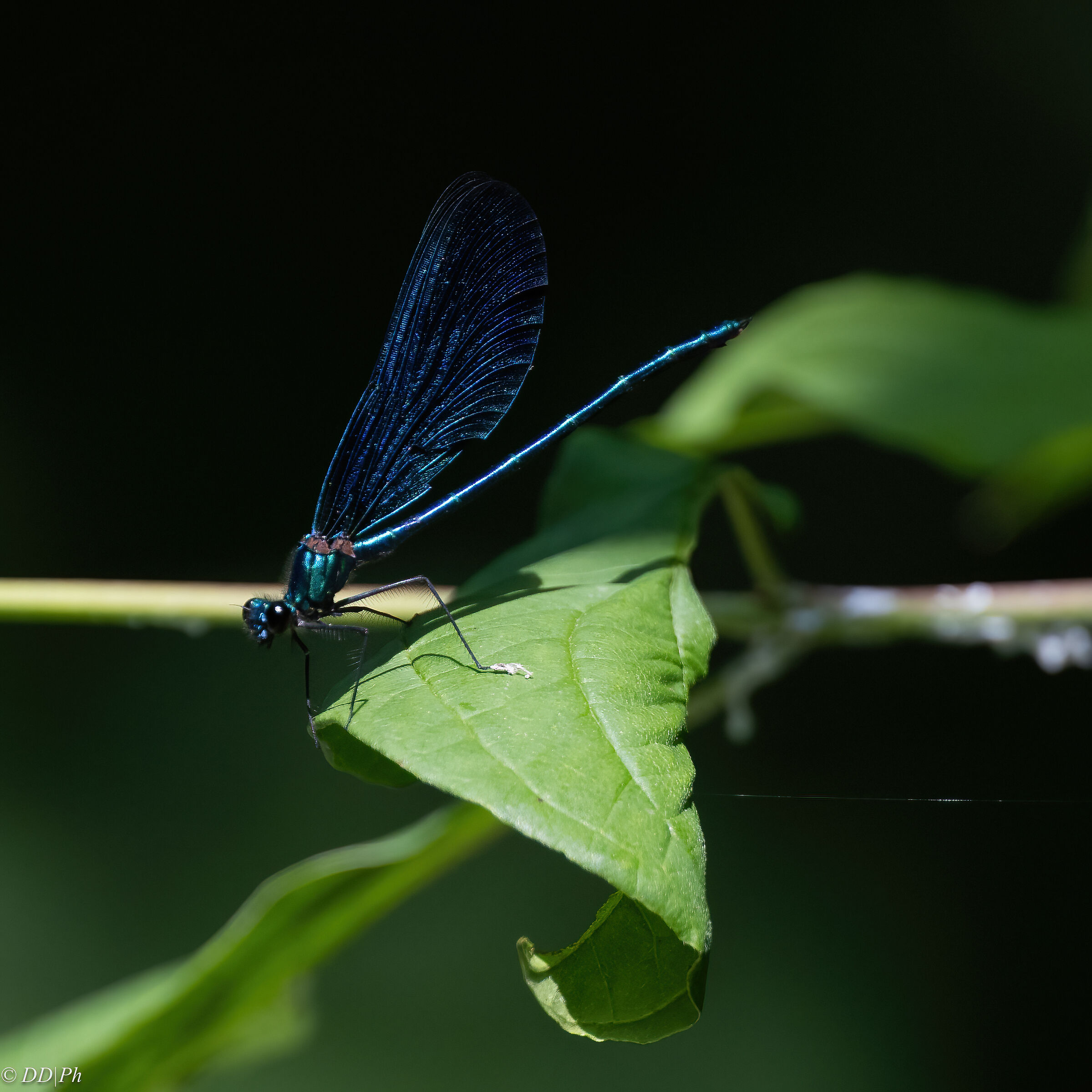 Vestalis luctuosa