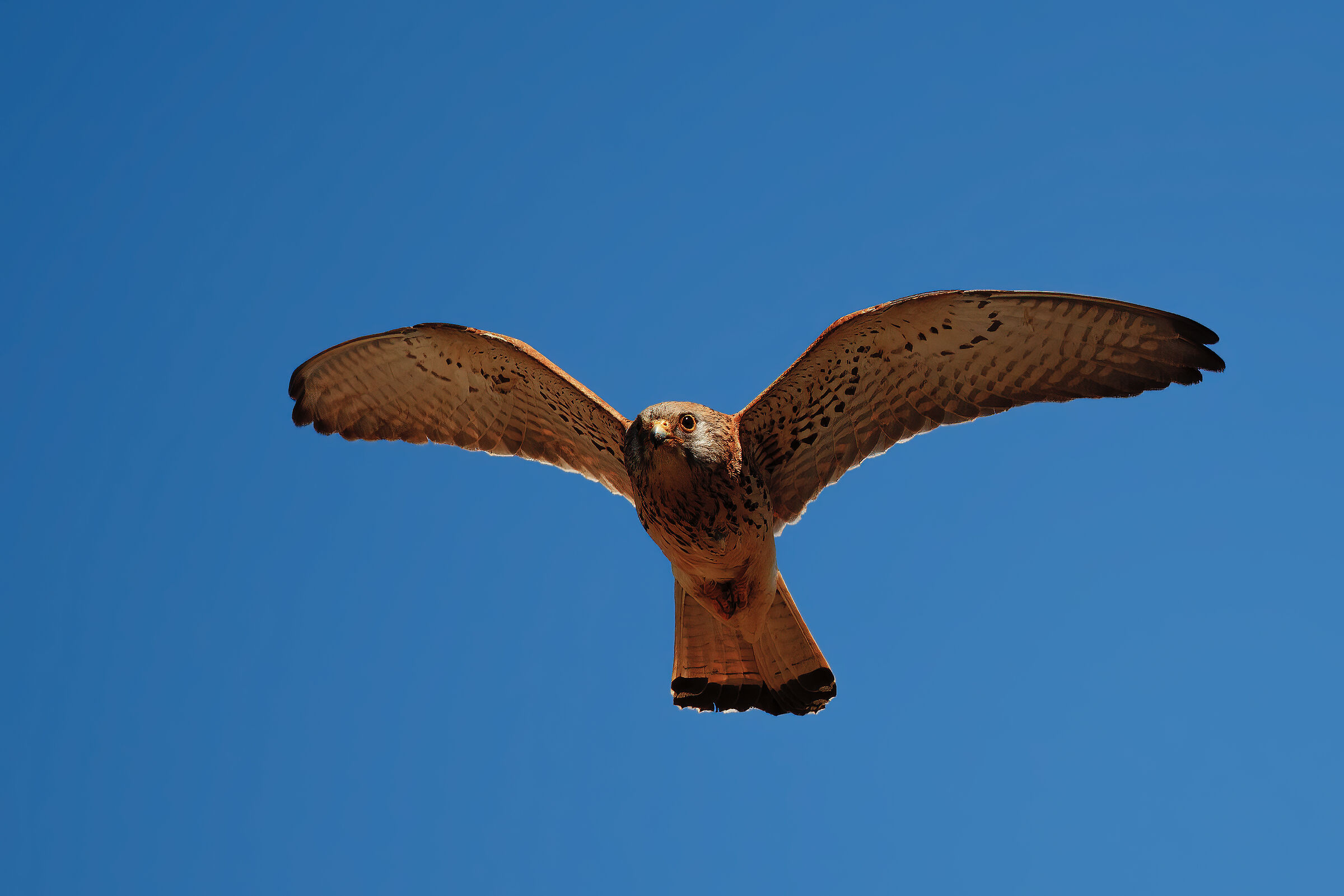 The Kestrel