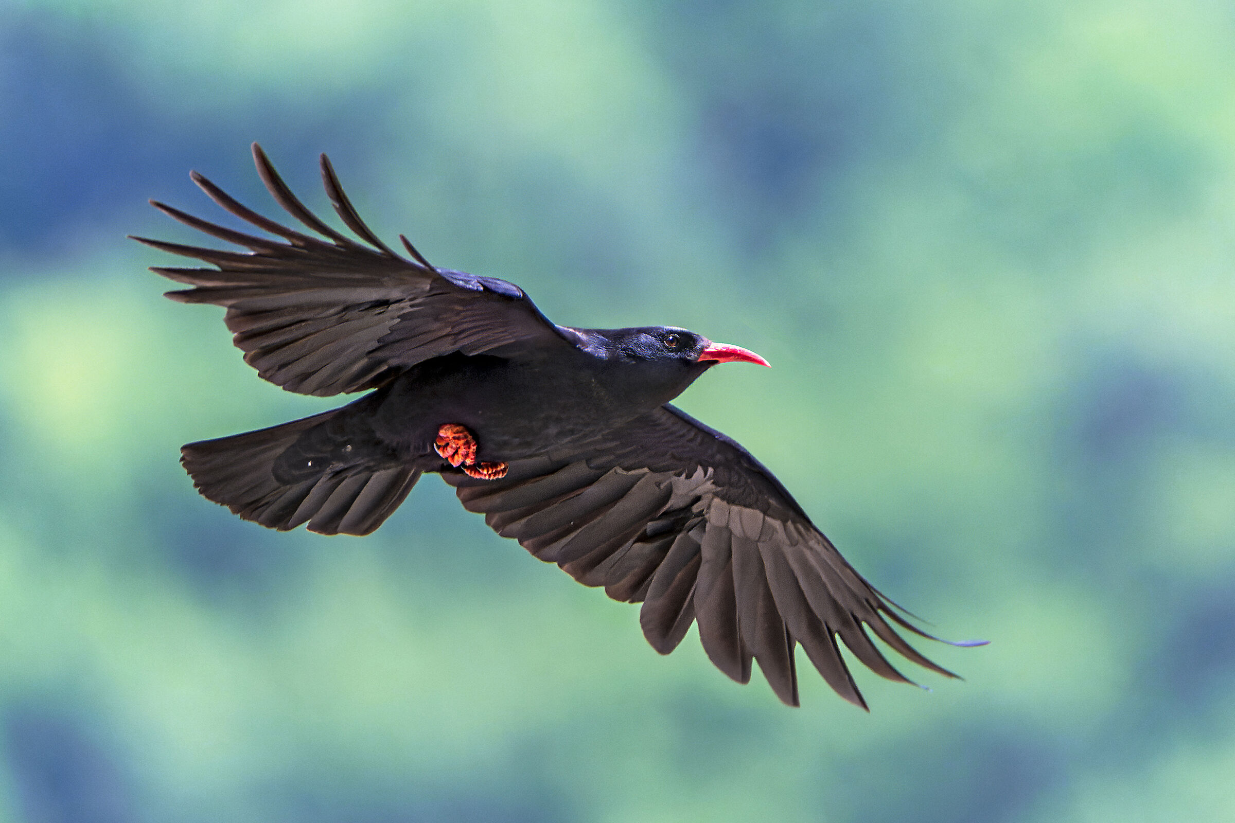 Coral chough