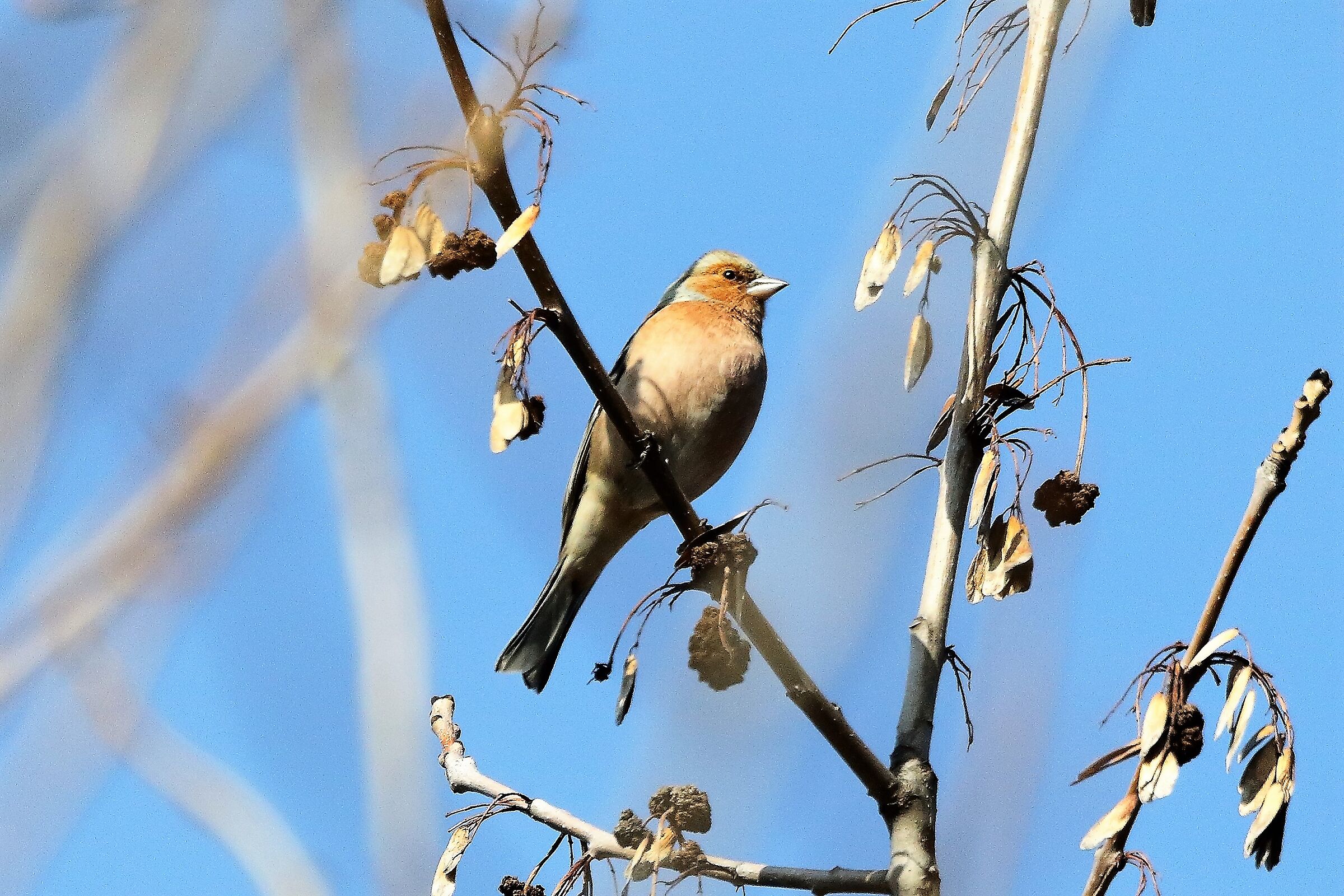 Fringuello 03 marzo 2023