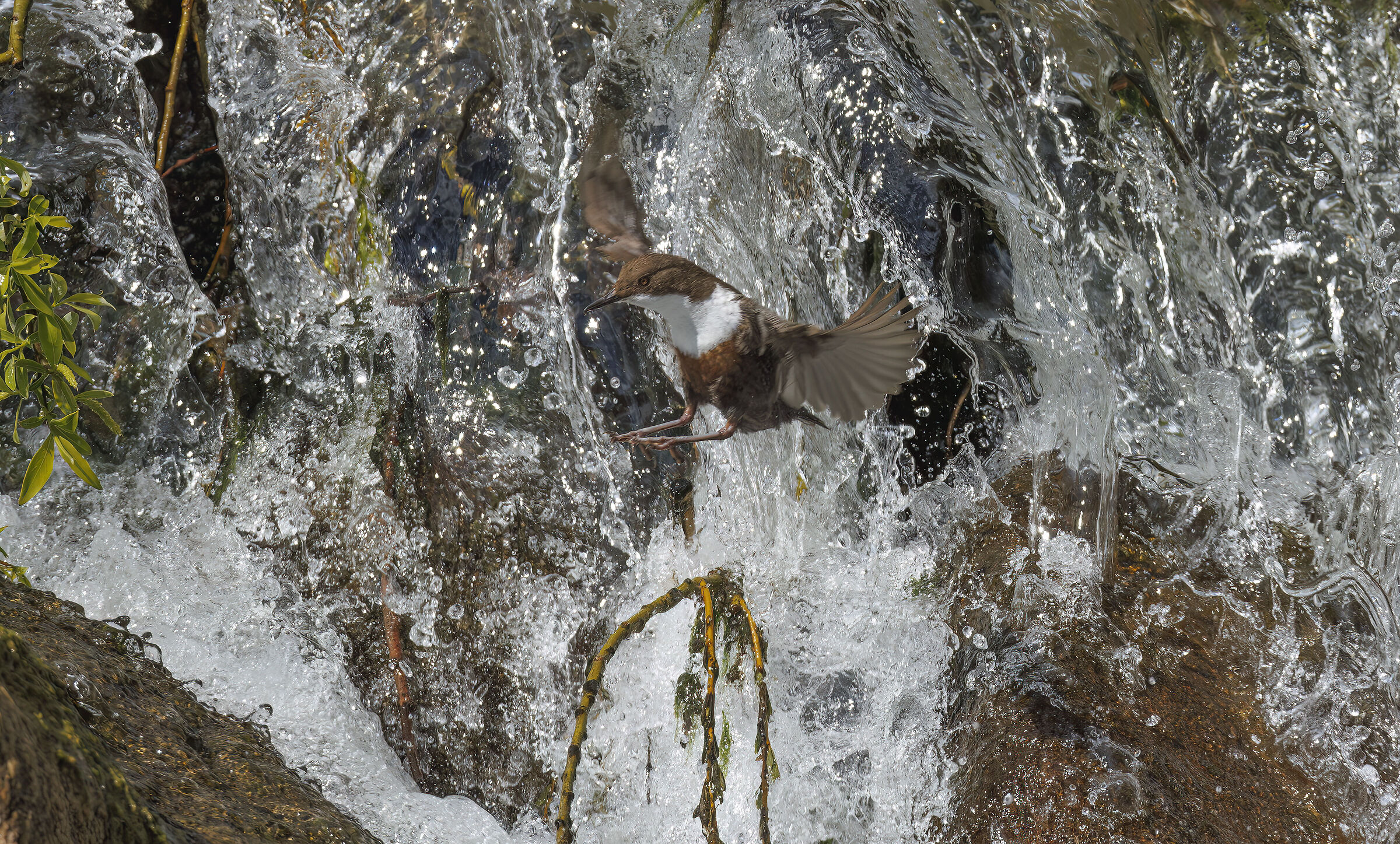 Dipper Blackbird May2023