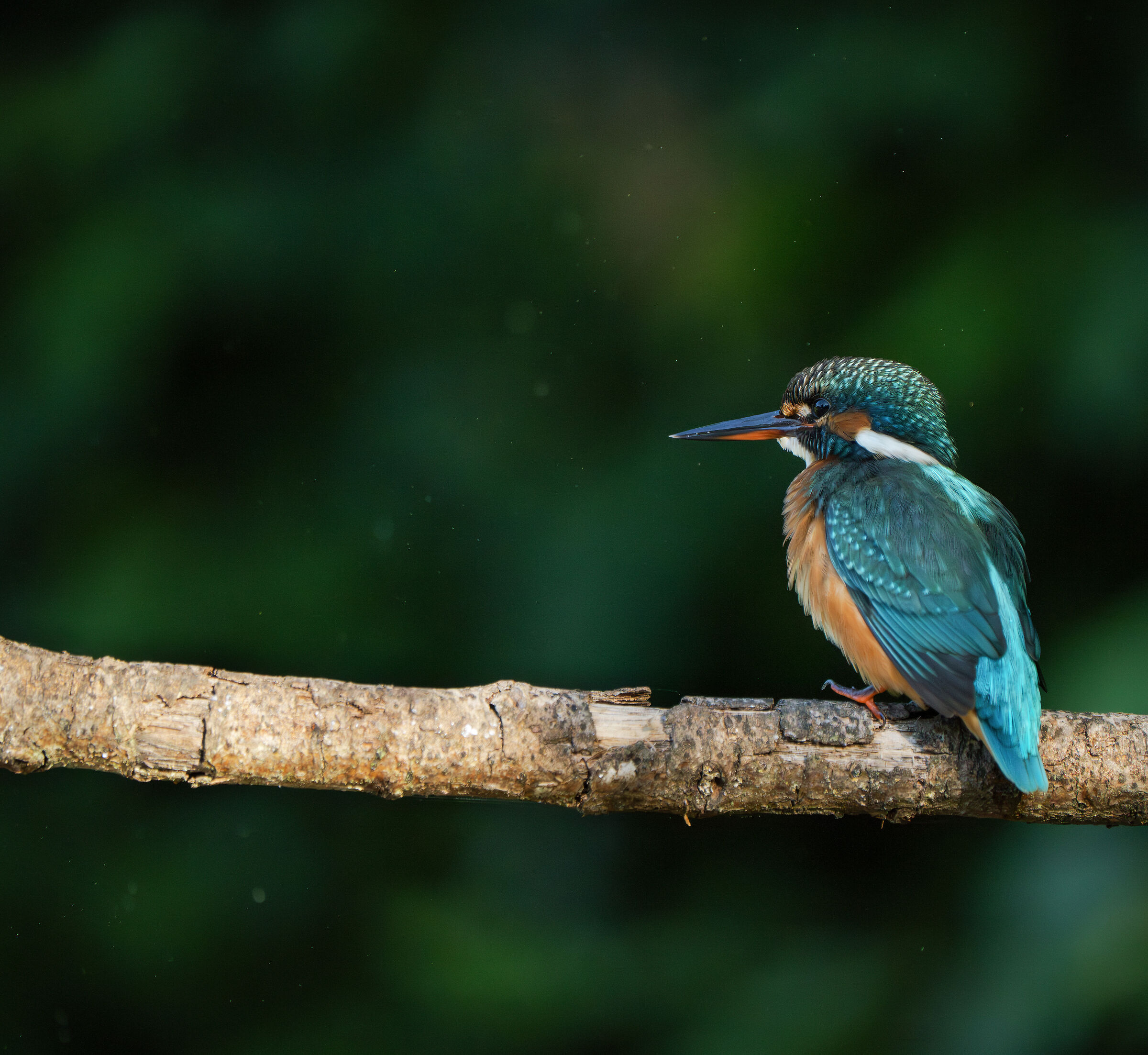 Kingfisher
