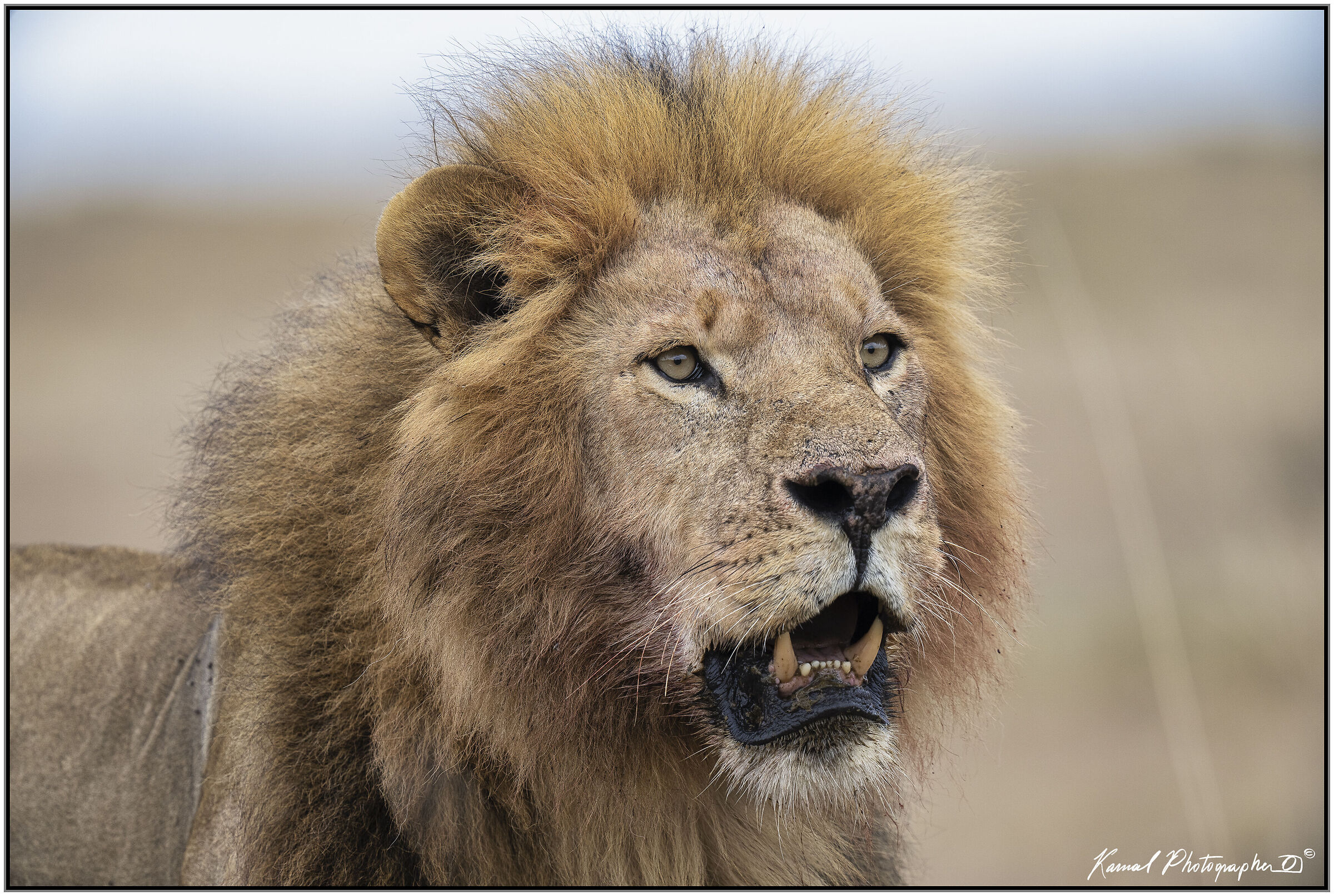 Panthera leo
