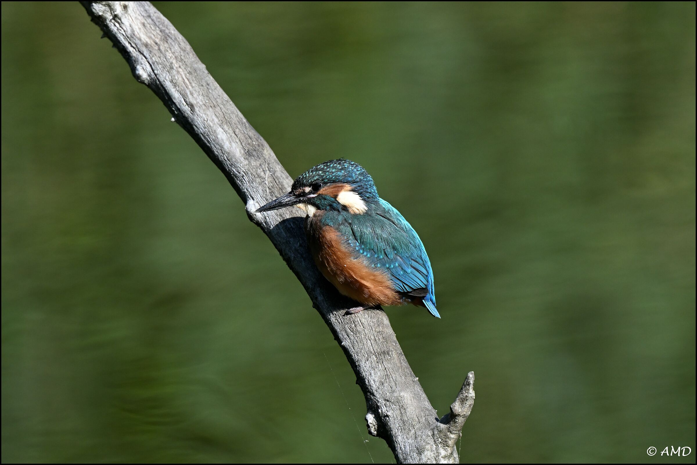 Young kingfisher