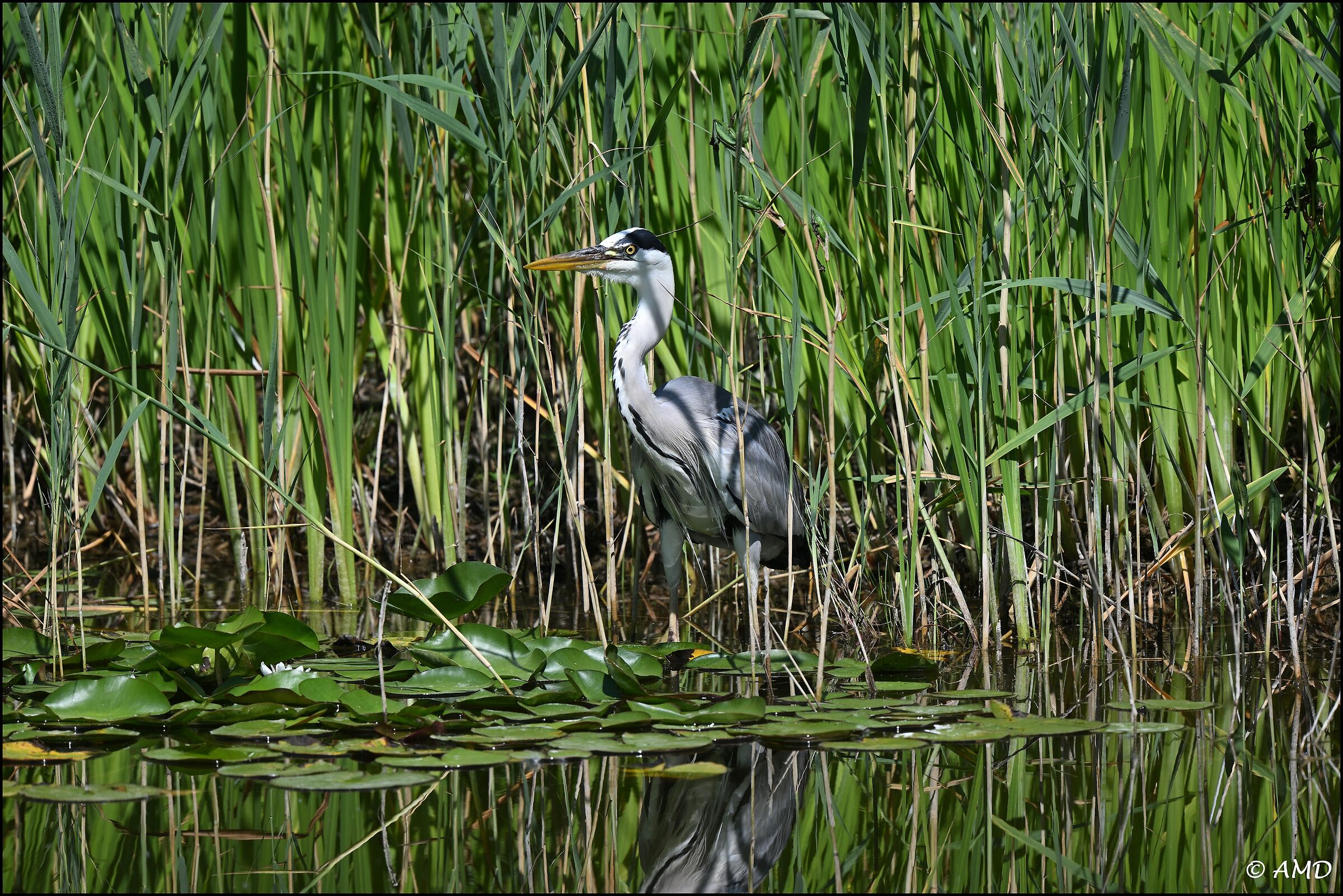 Gray heron