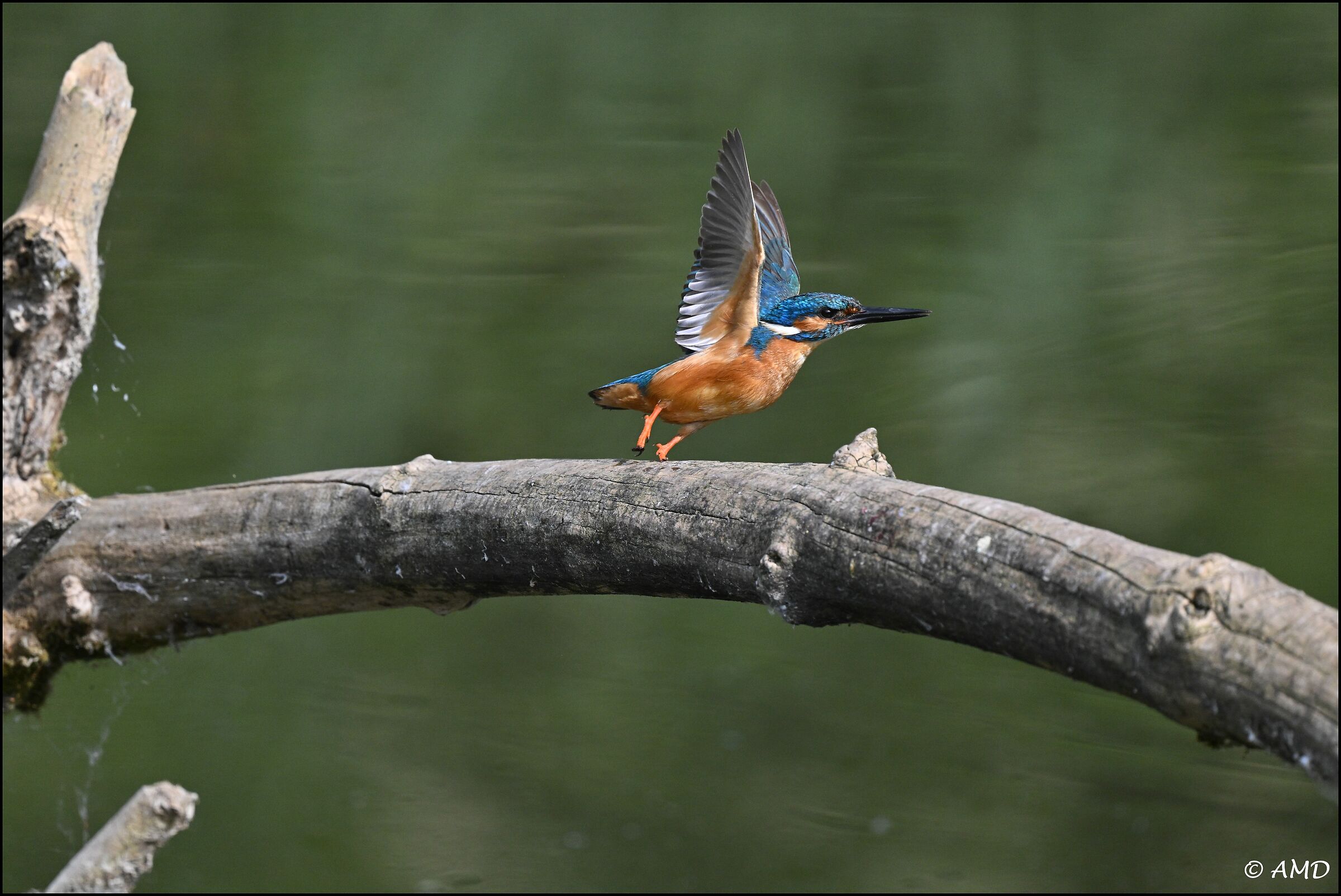 Kingfisher
