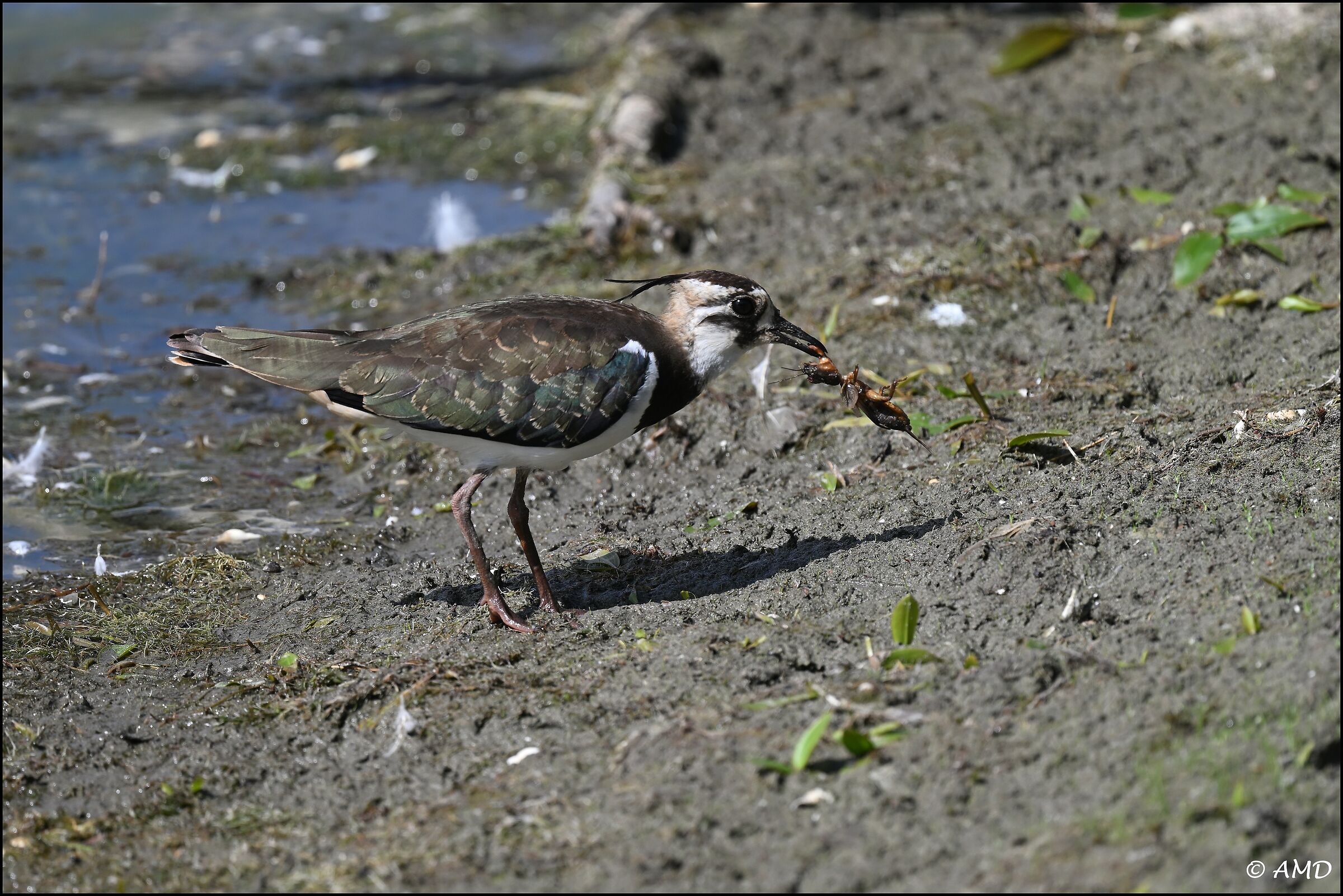 Lapwing with prey