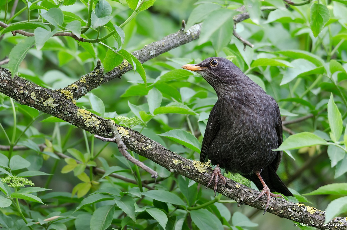 Turdus merula
