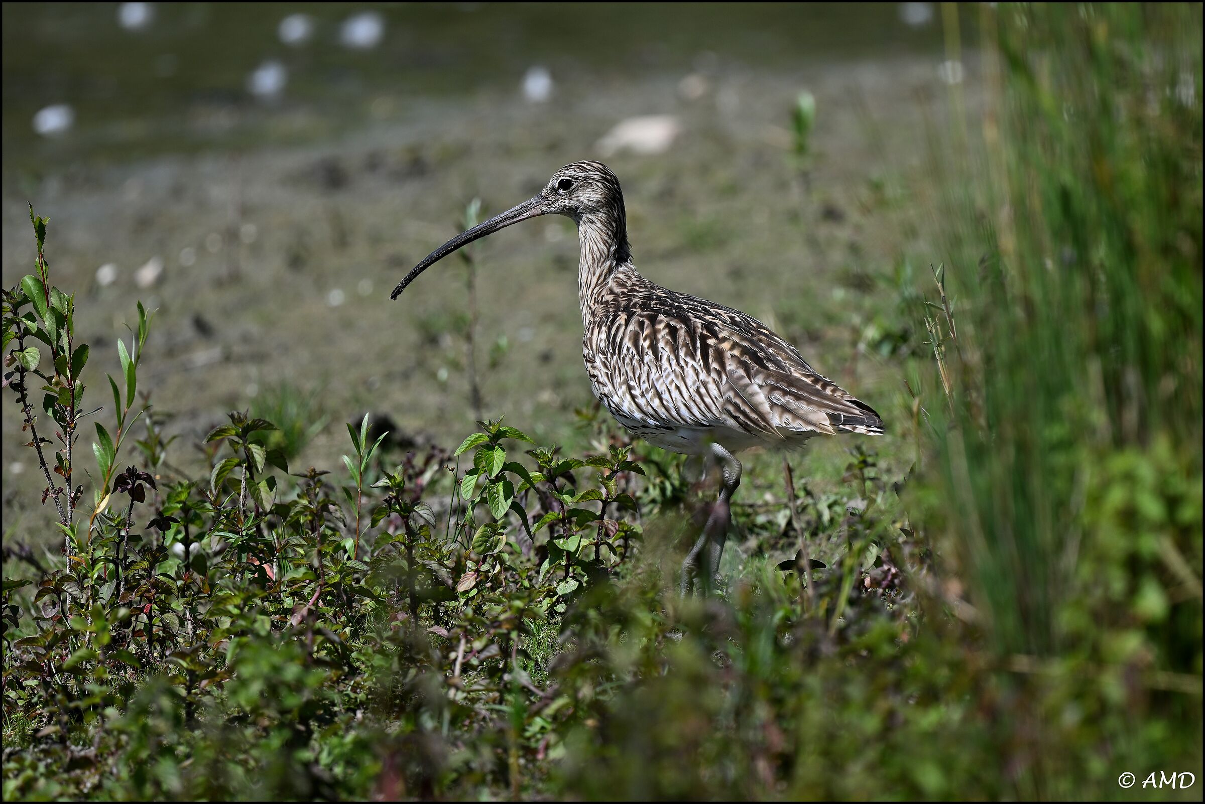 Curlew