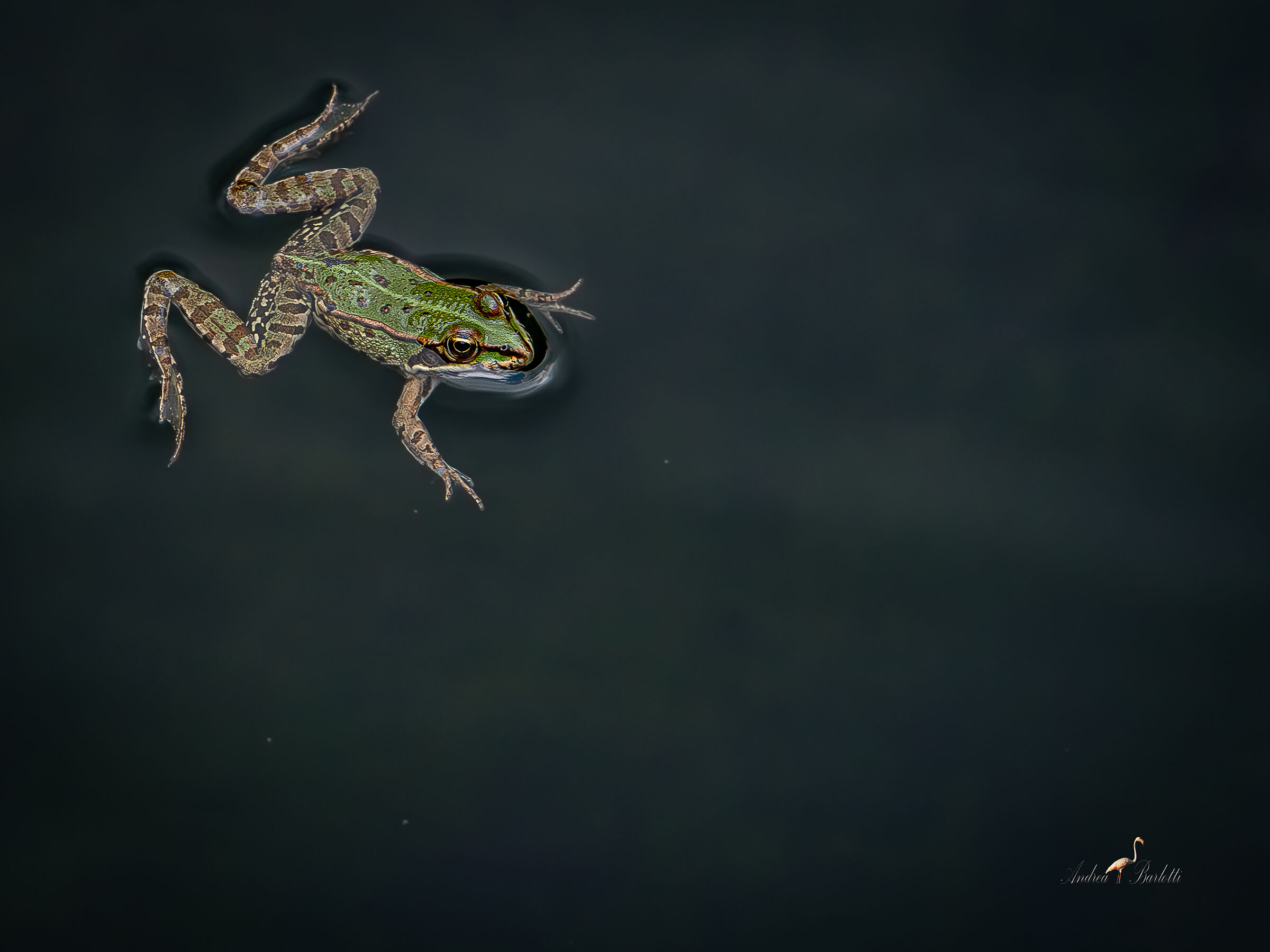 Amphibious framework.