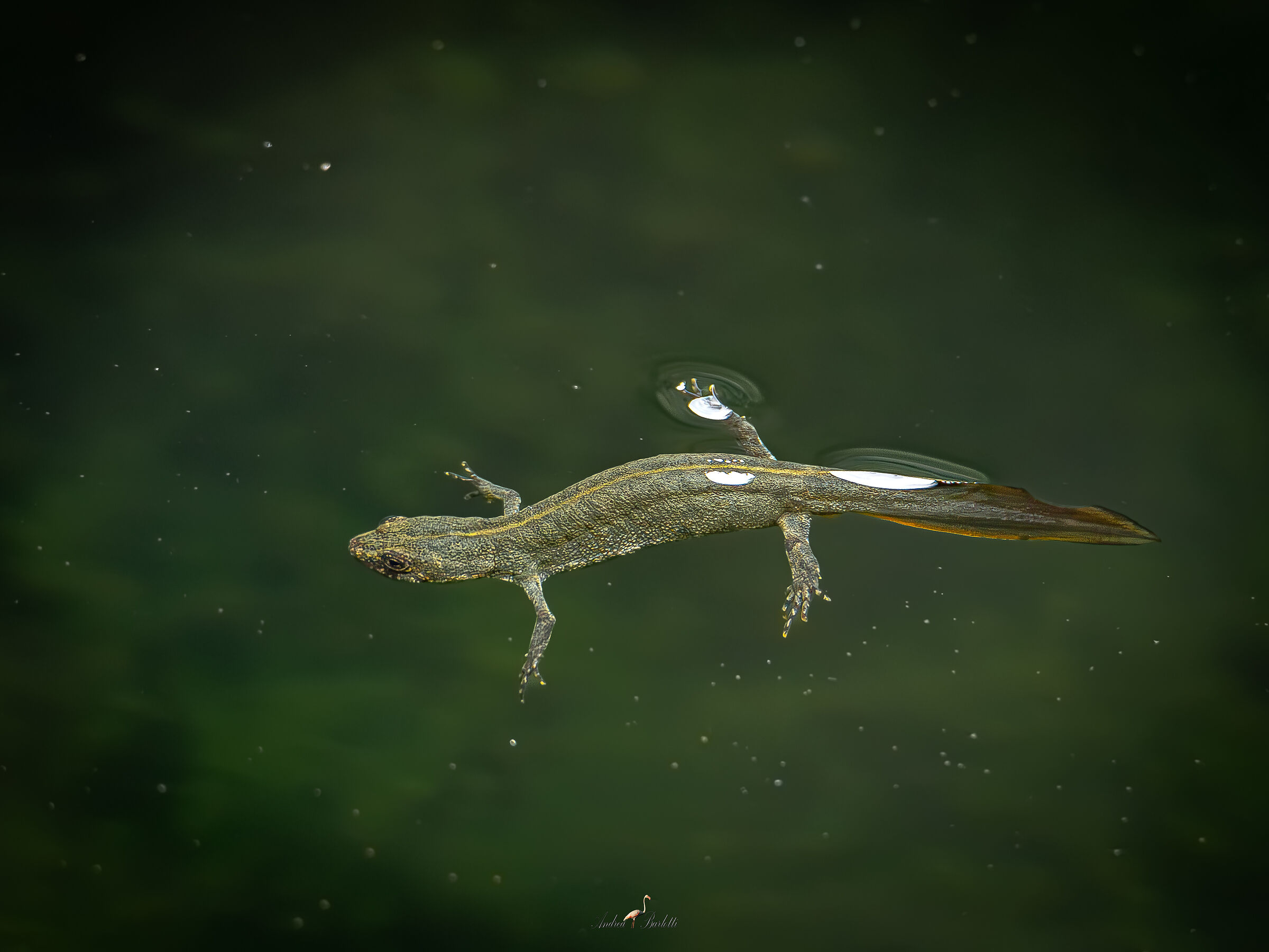 Triturus carnifex (Italian crested)