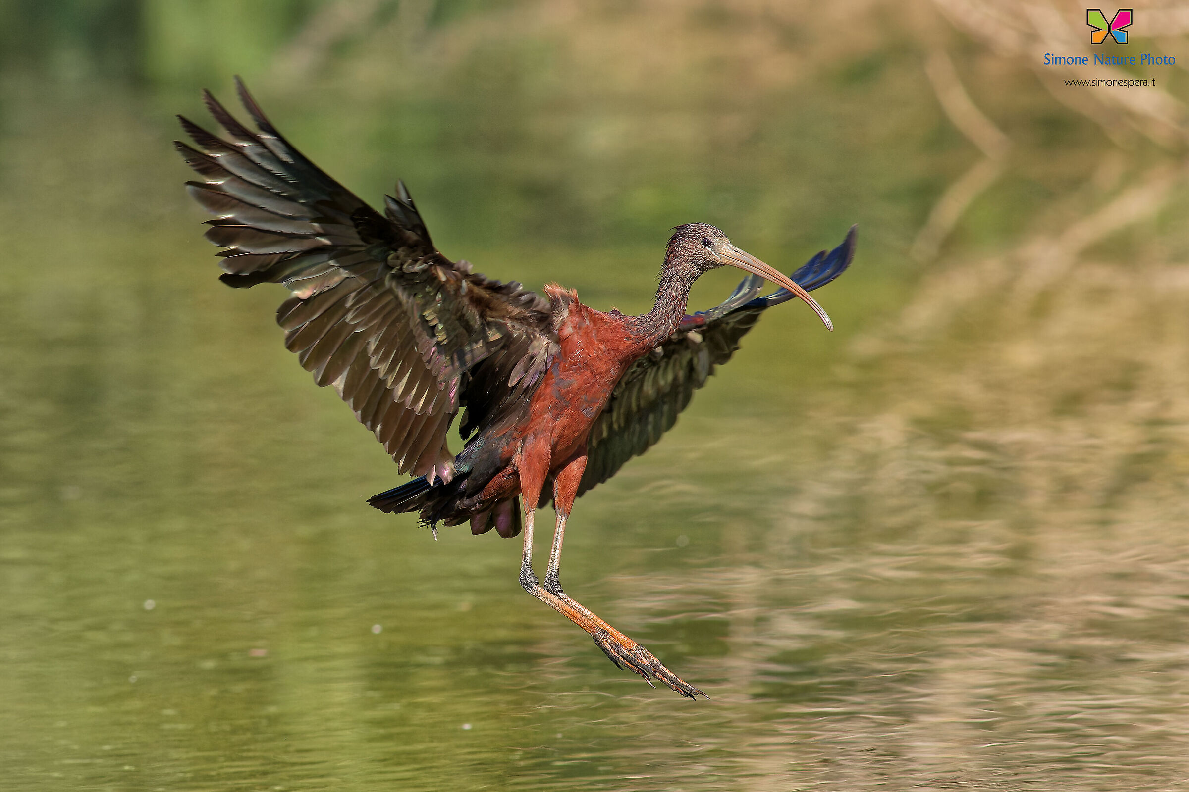 Glossy ibis...