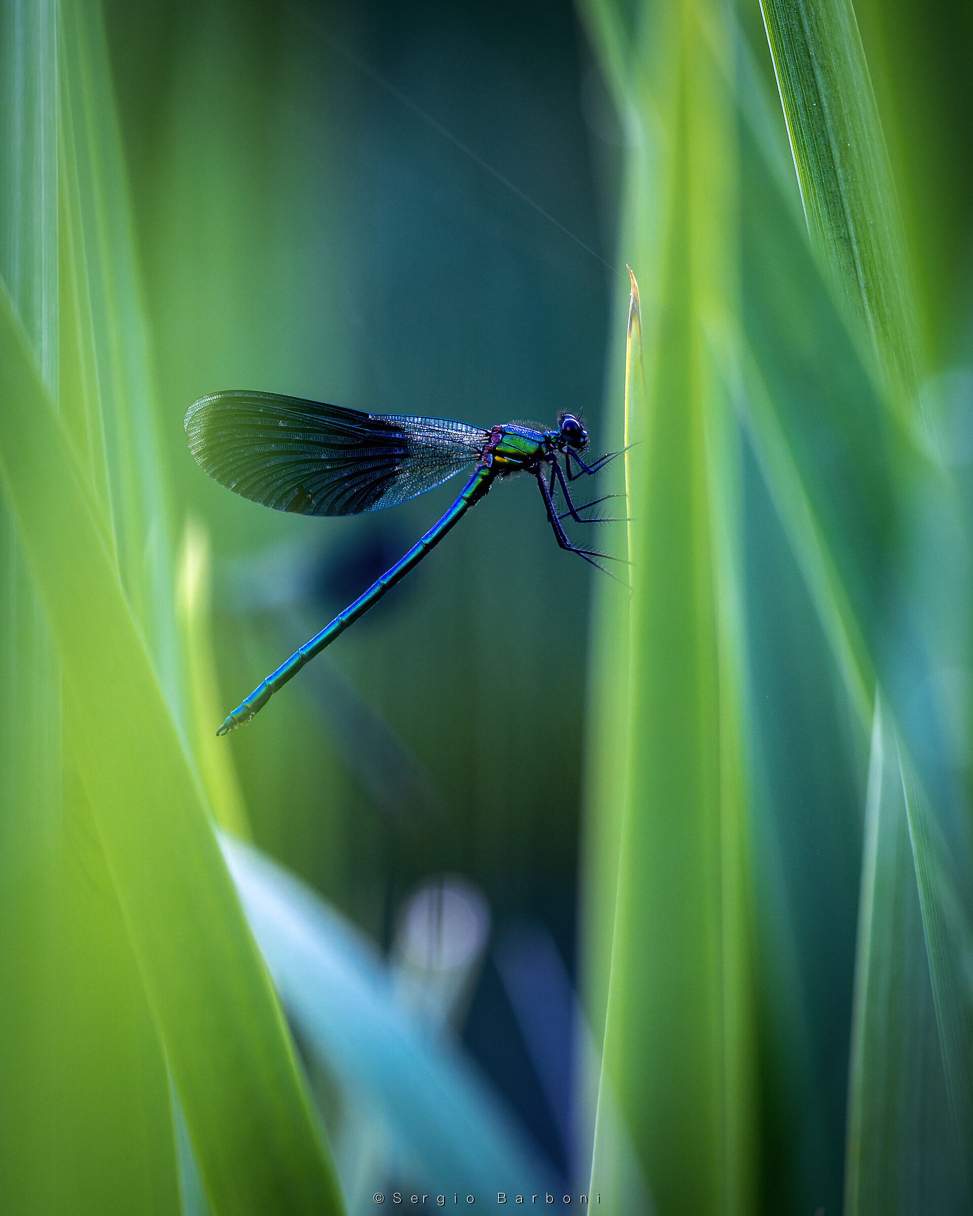 Male Calopteryx splendens