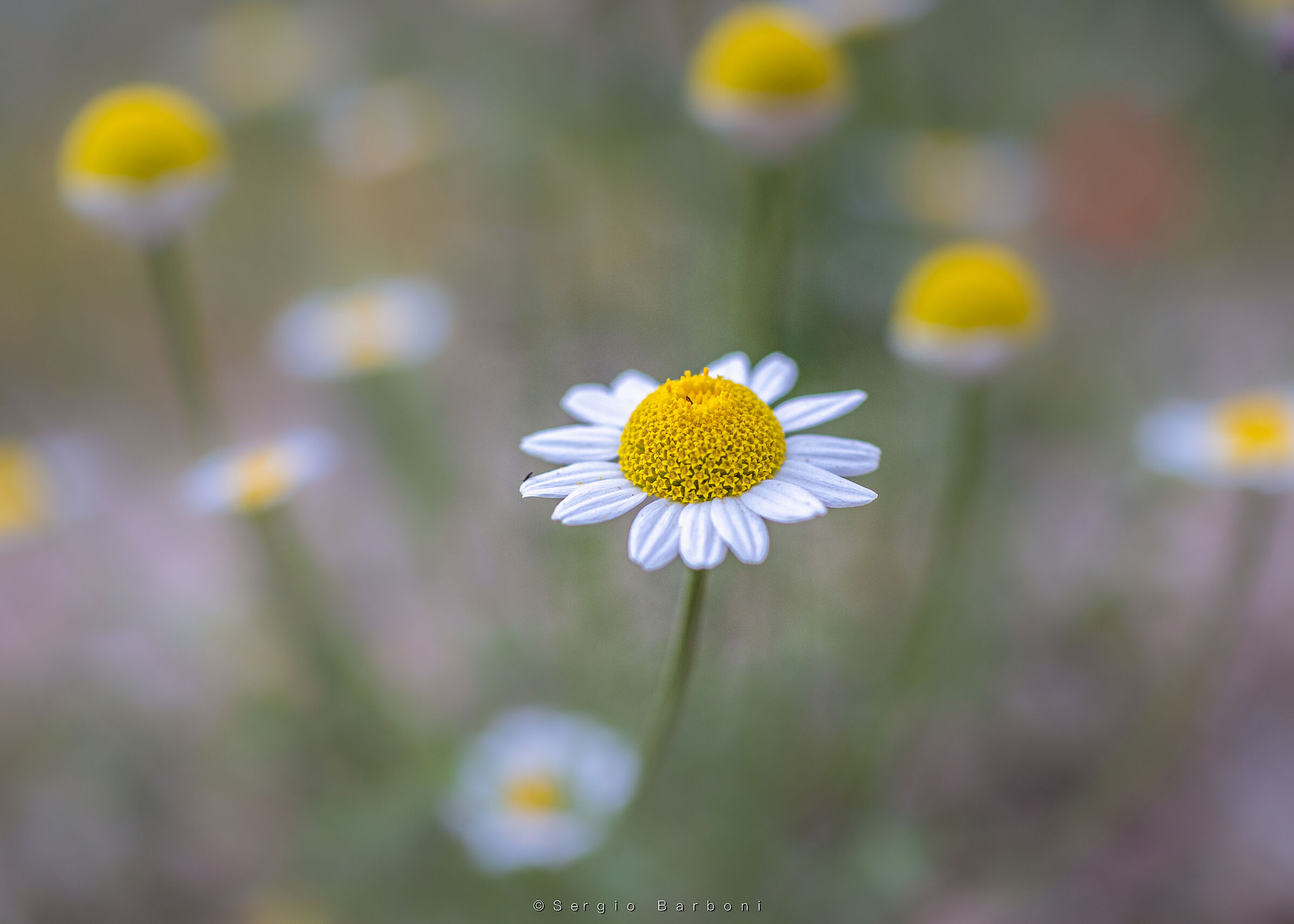 Anthemis