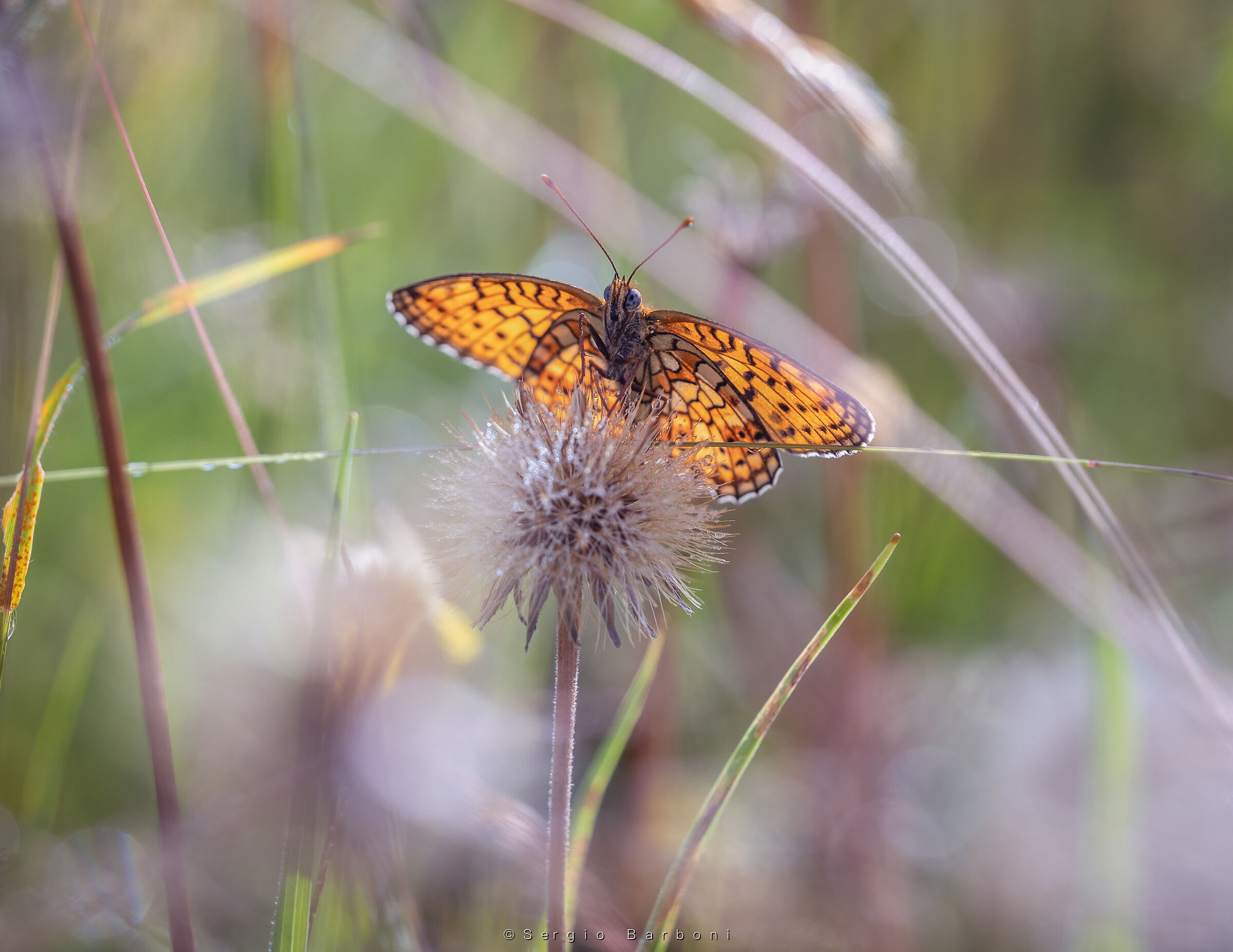 Argynnis Paphia