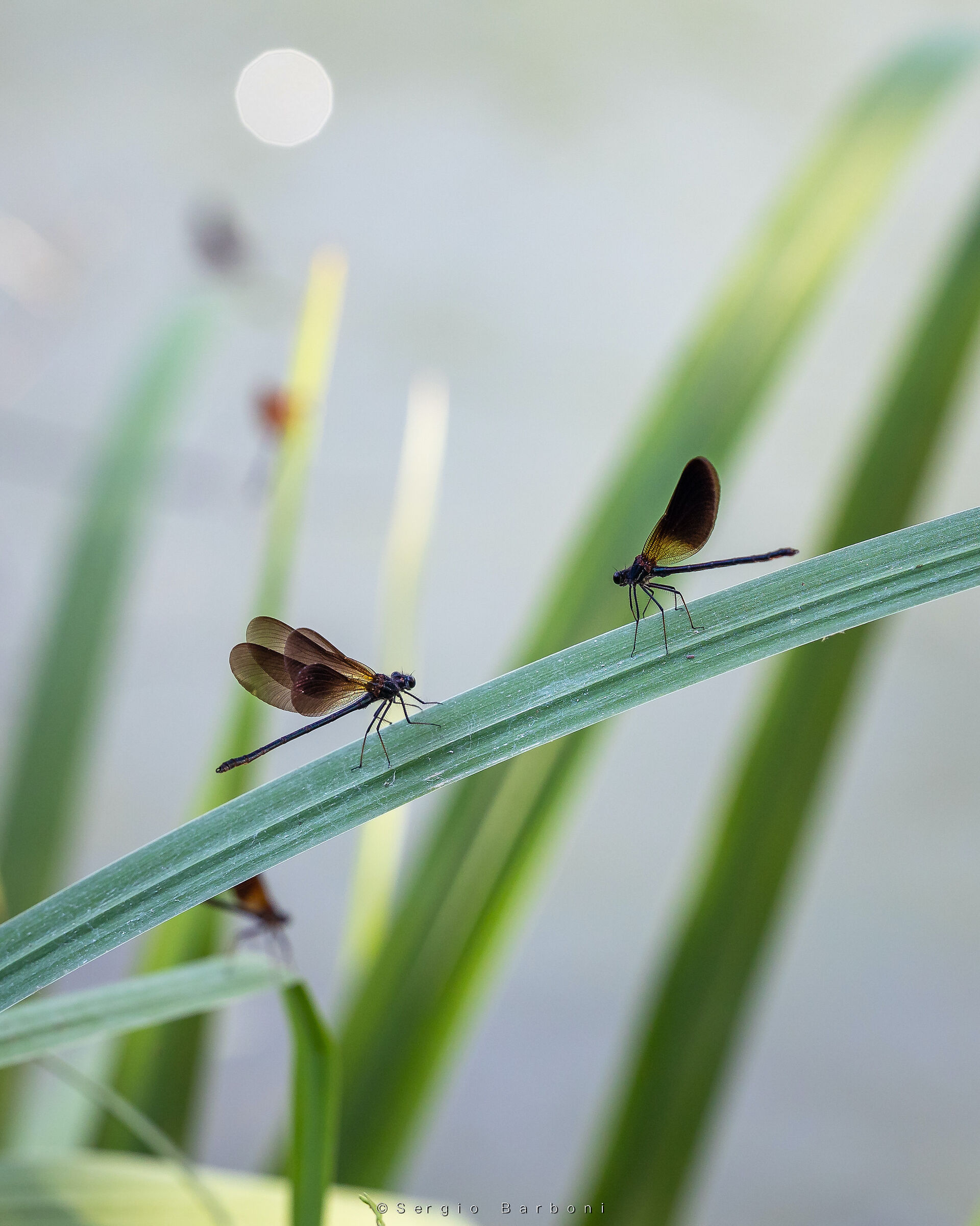 Damselflies of the Clitunno