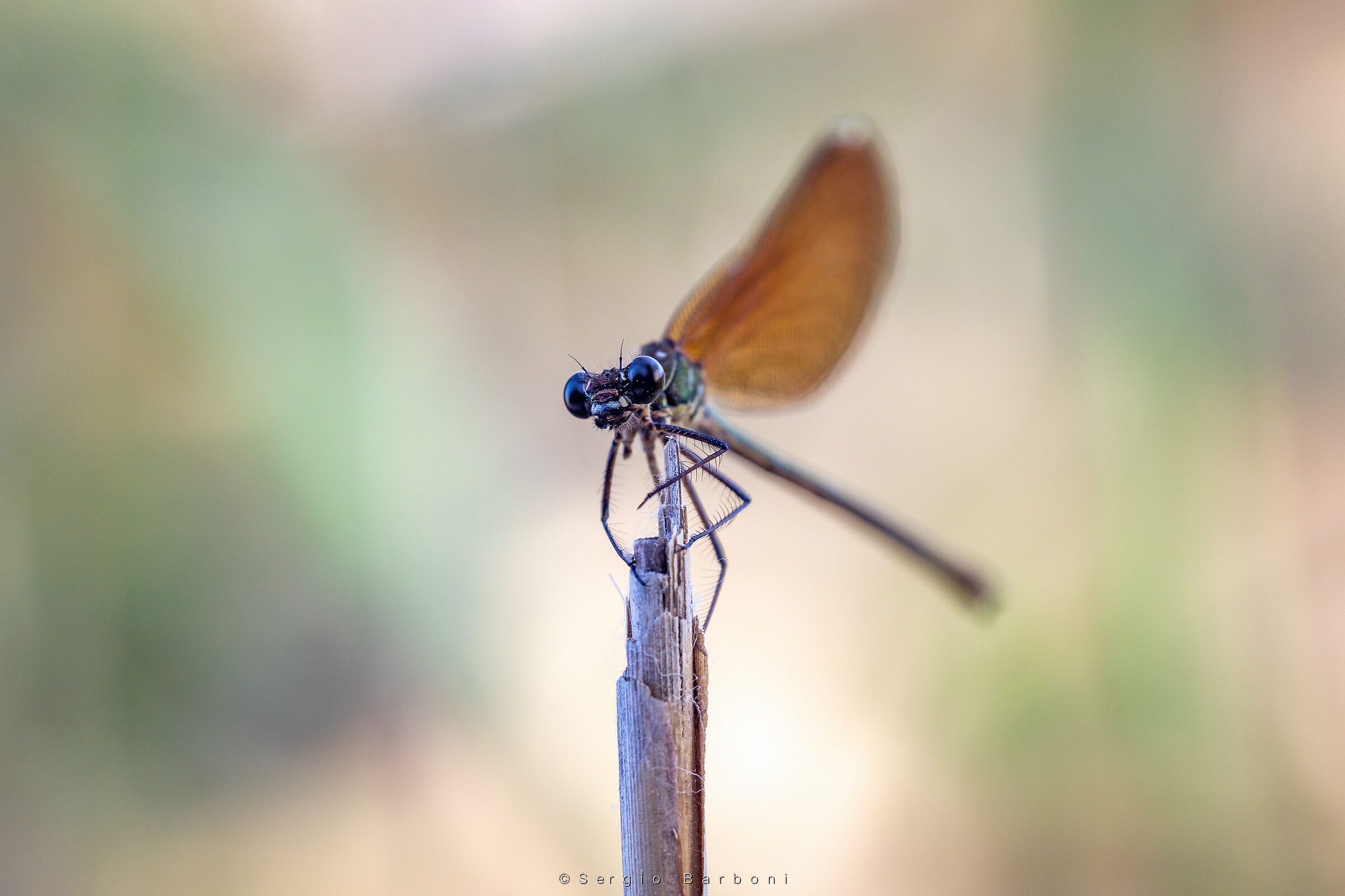Damselfly