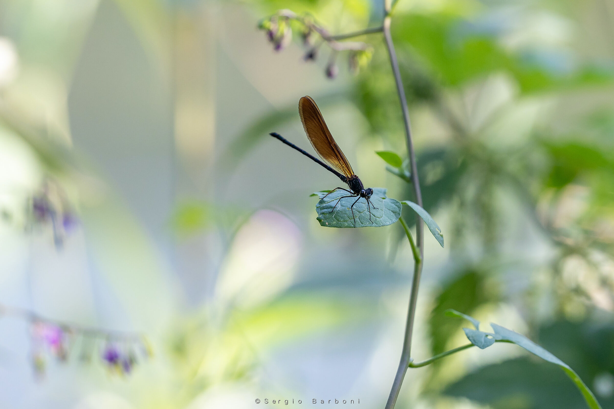 Damselfly