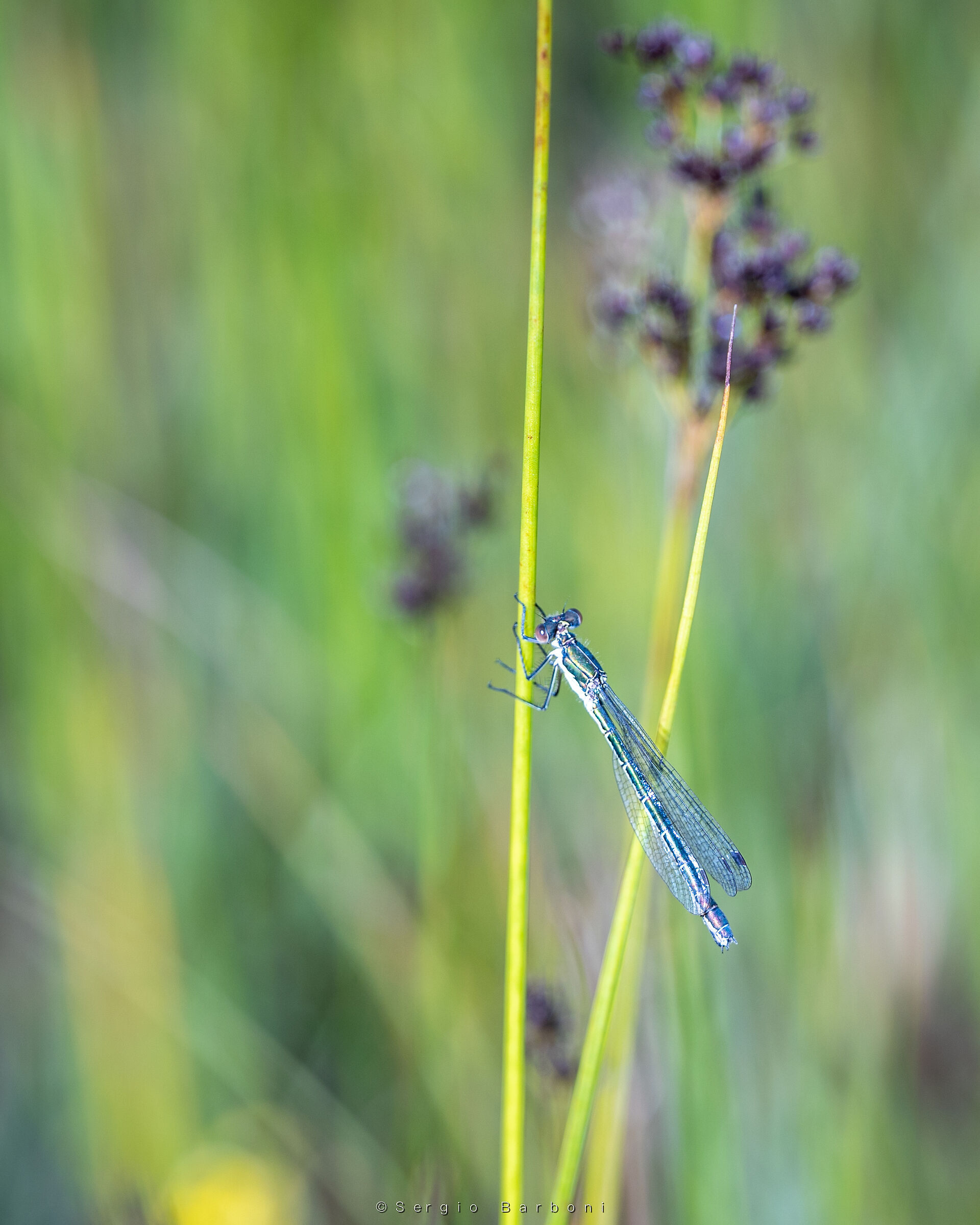Damselfly