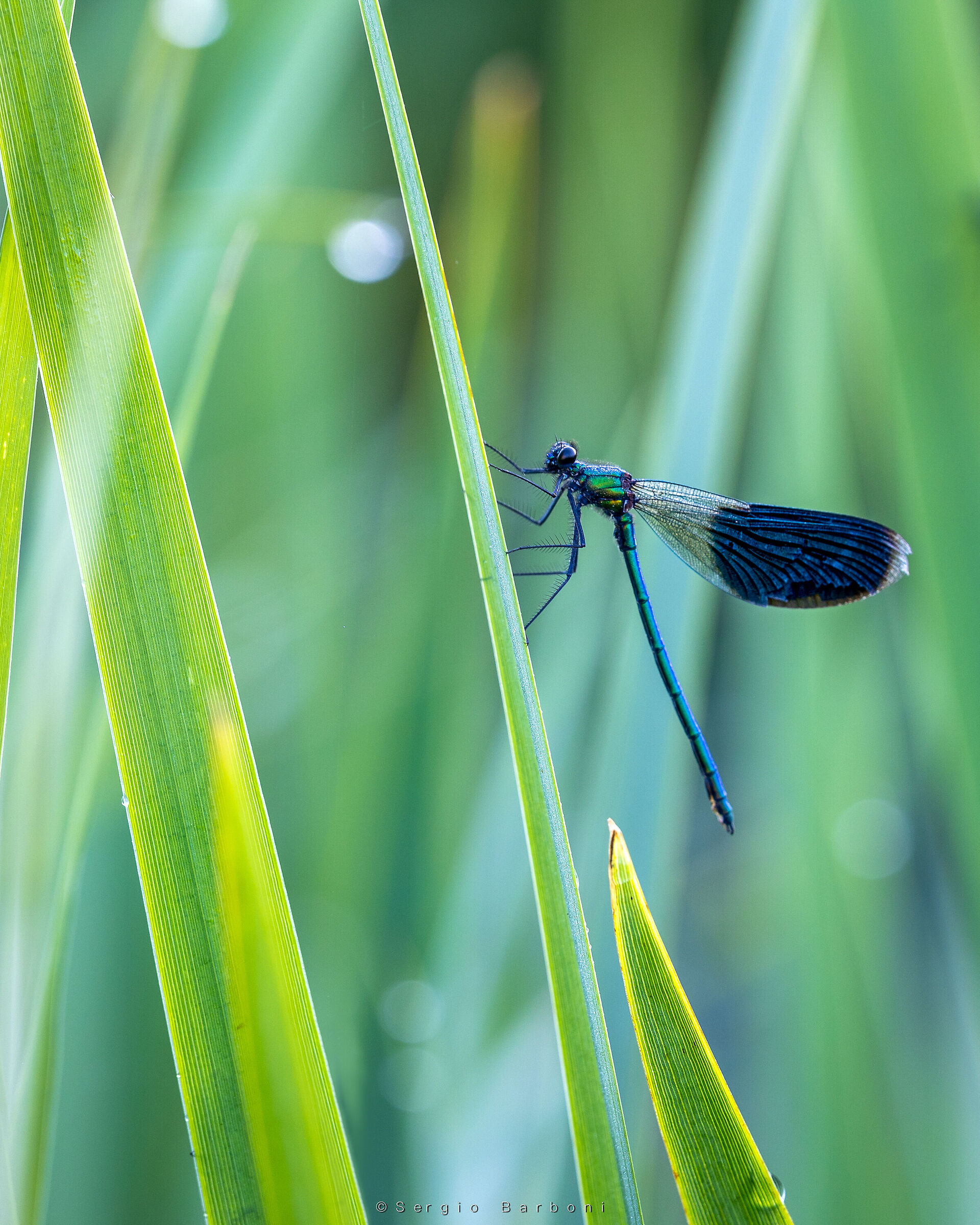 Damselfly