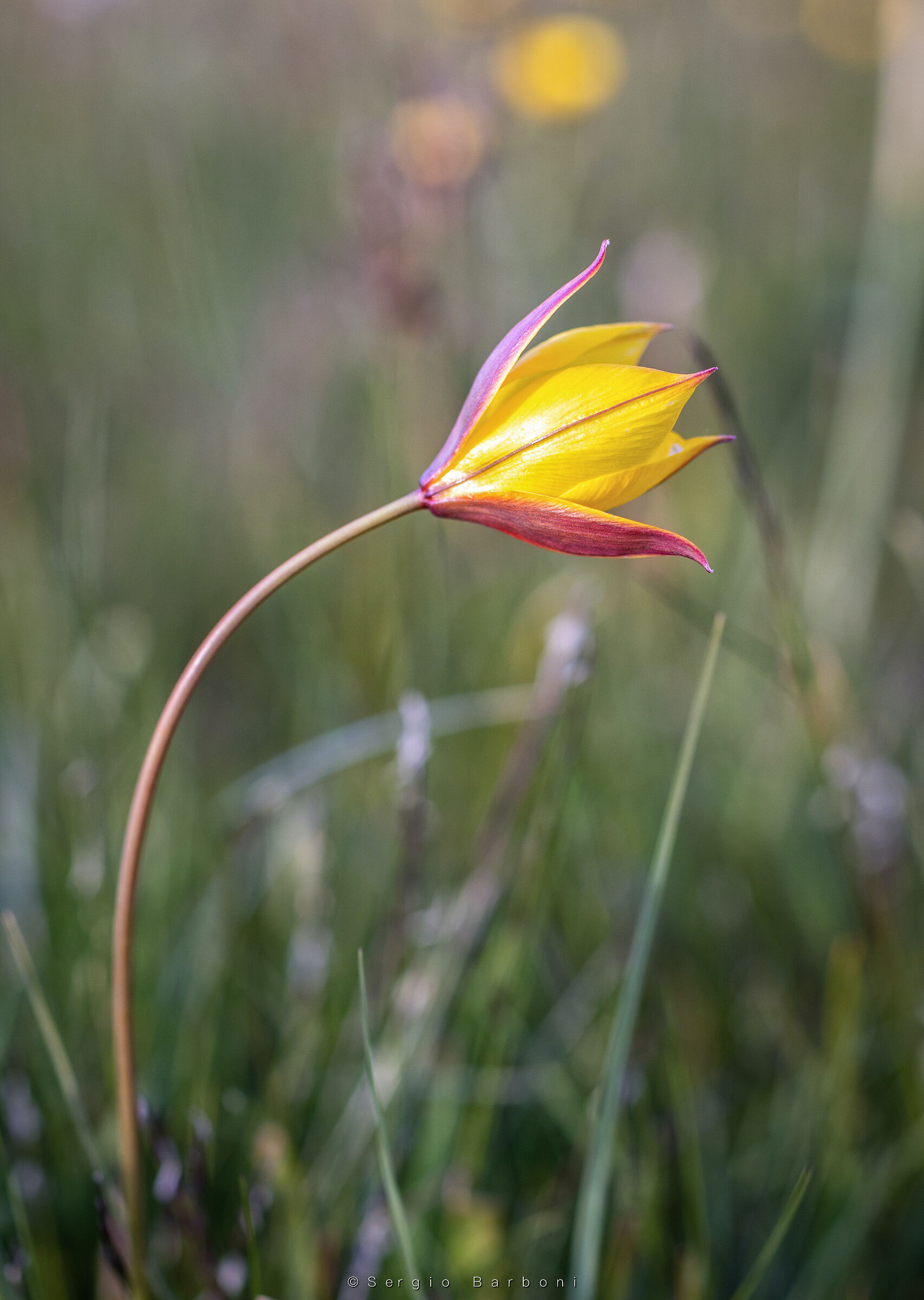 Mountain tulip