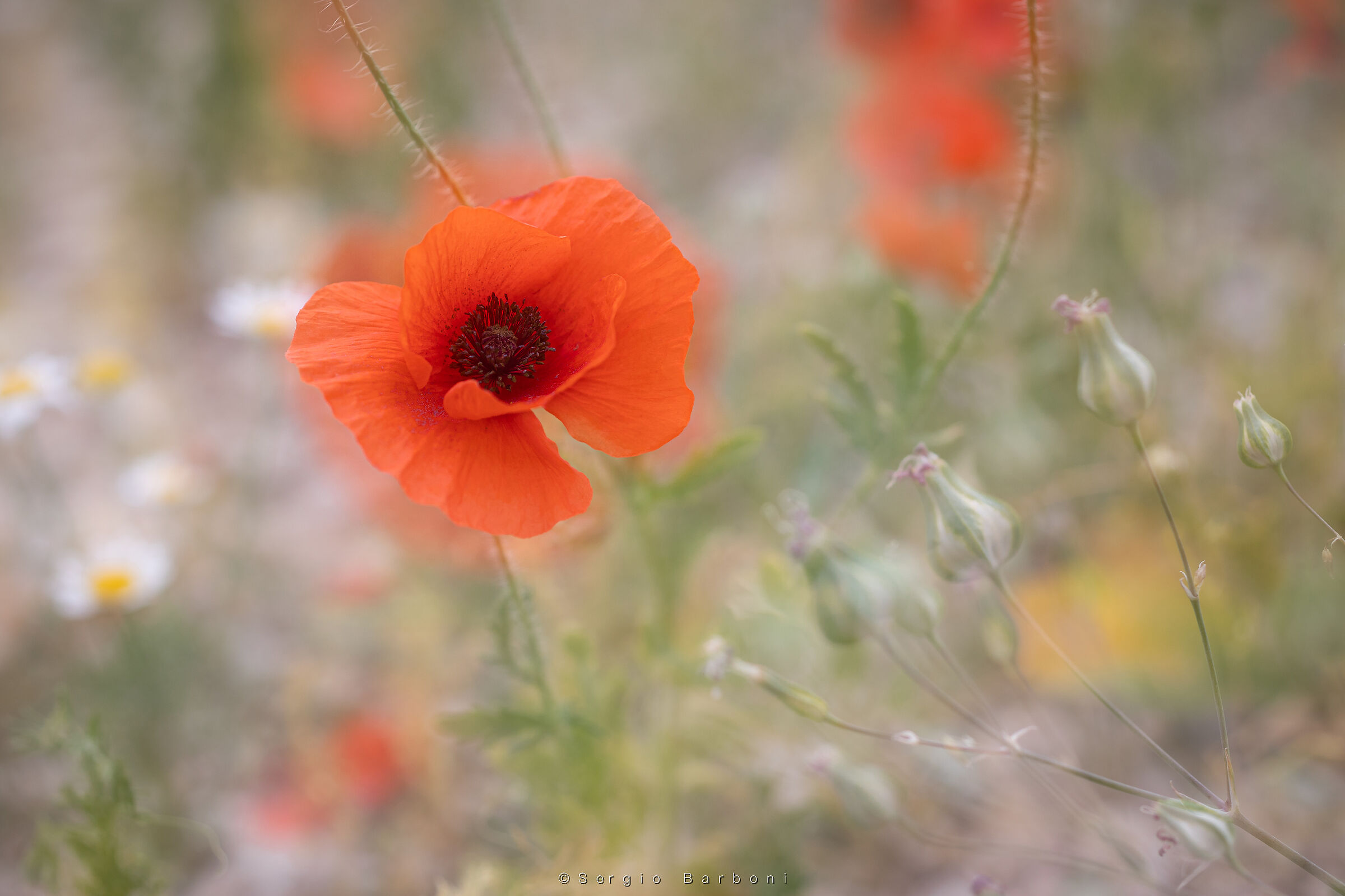 Red poppy