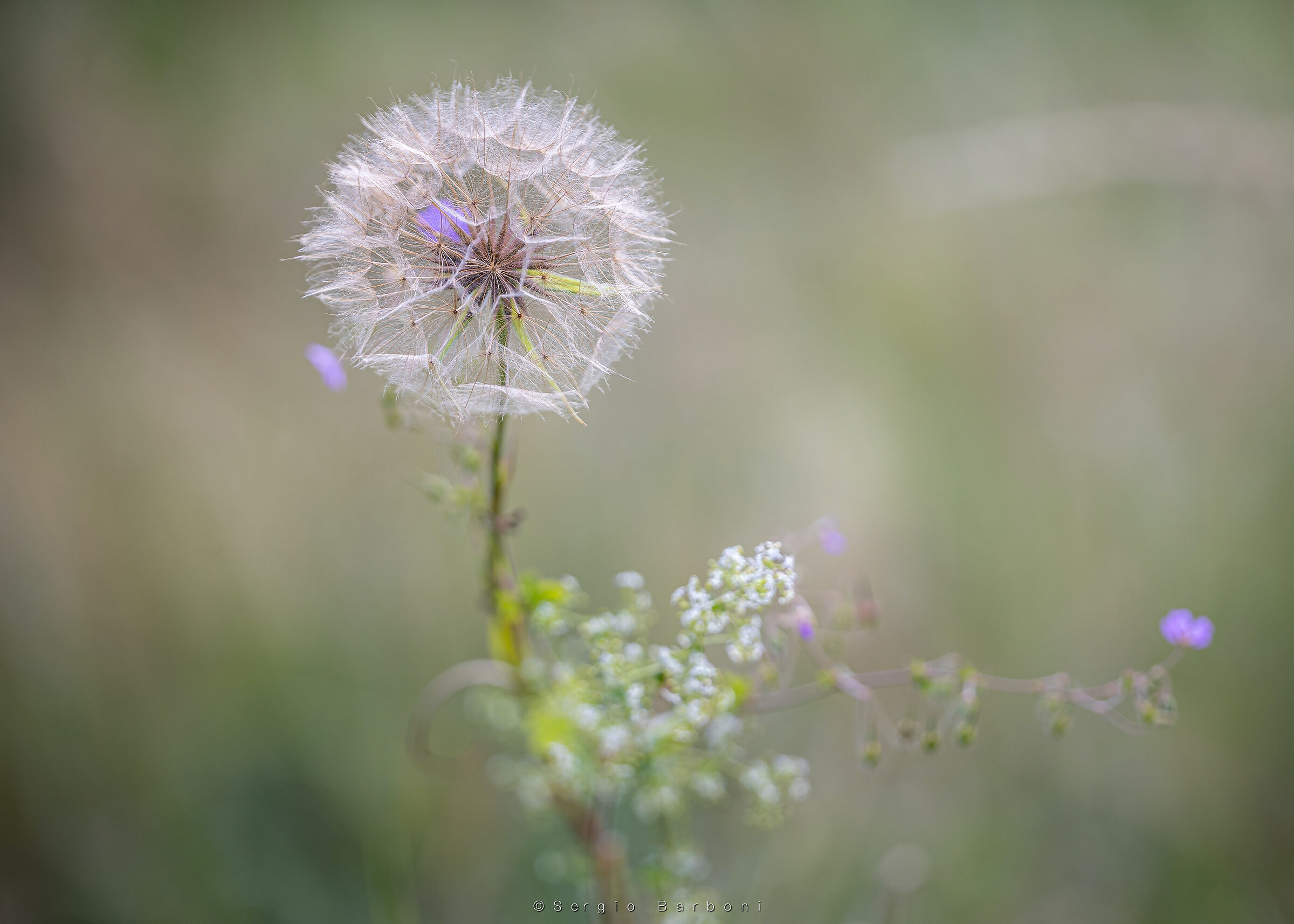 Tragopogon pratensis