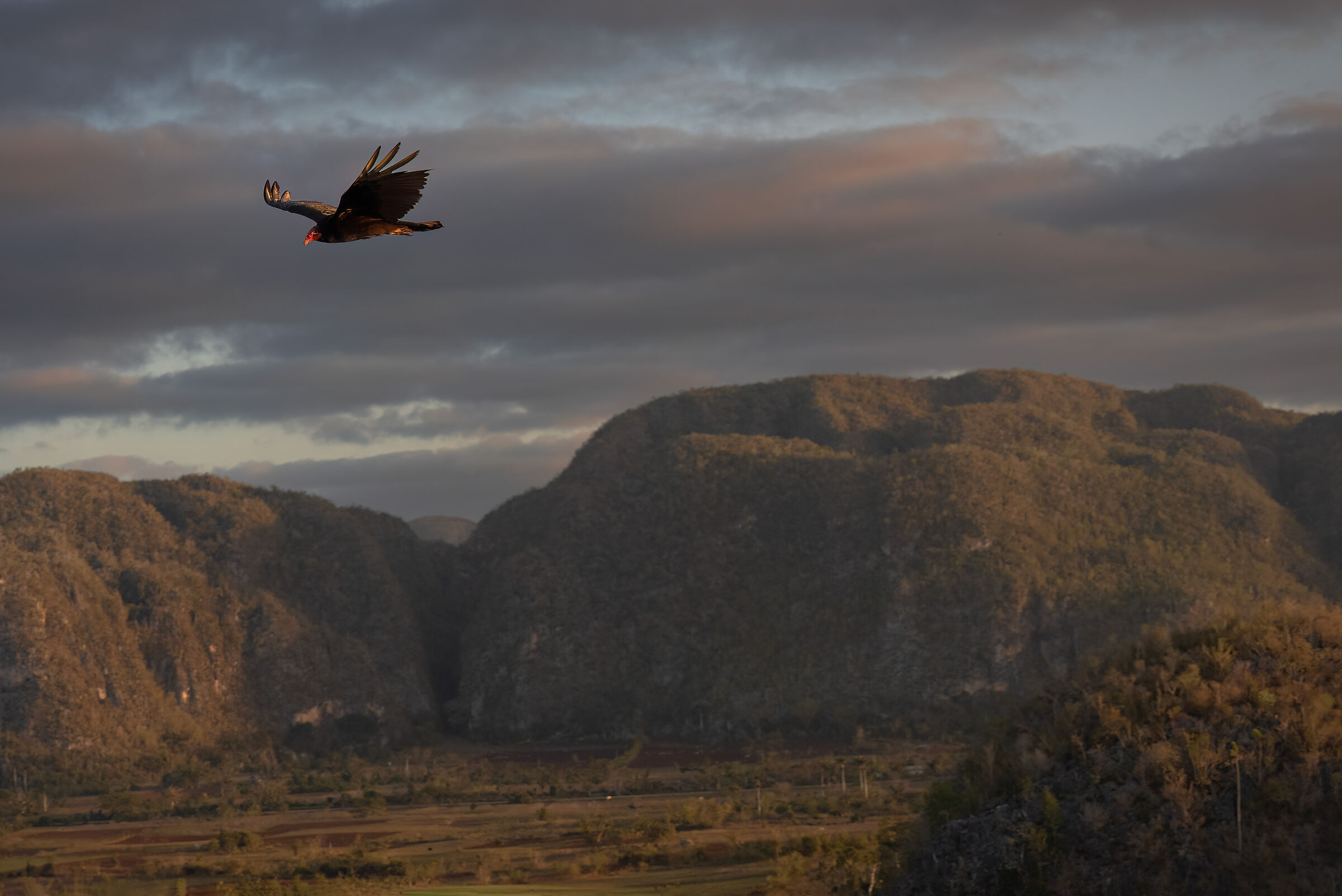 Avvoltoio collorosso