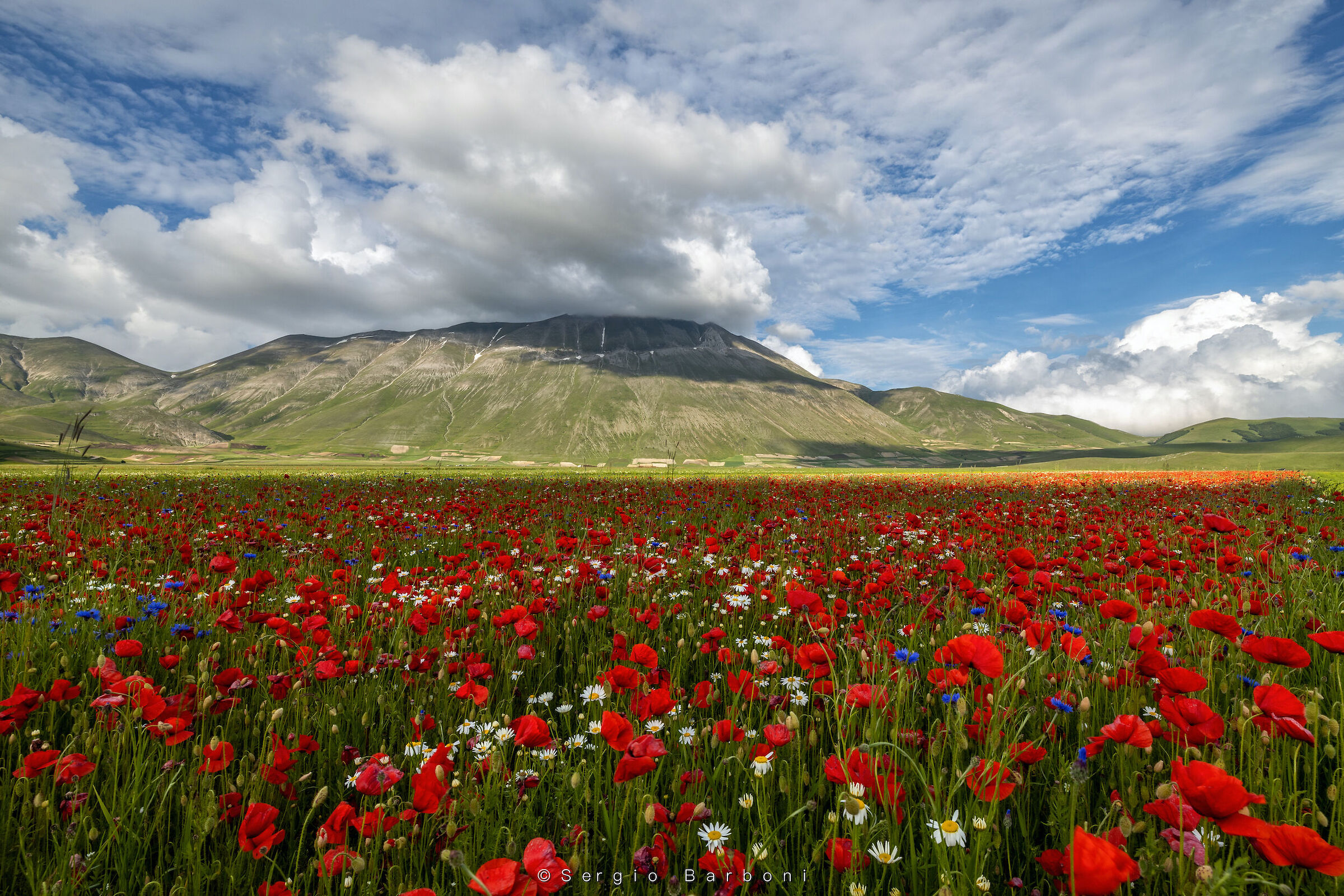 Flowering Castelluccio