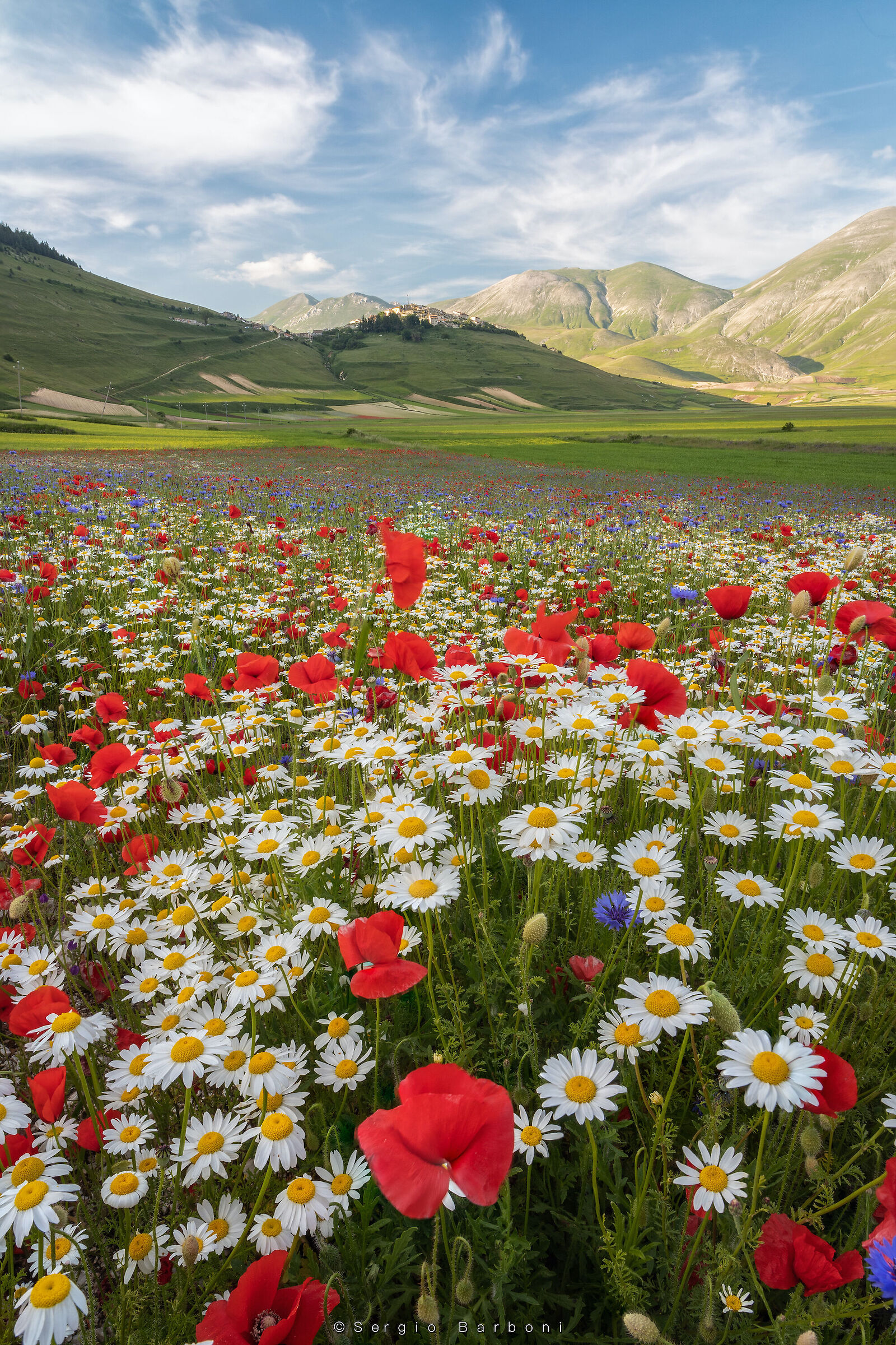Flowering Castelluccio