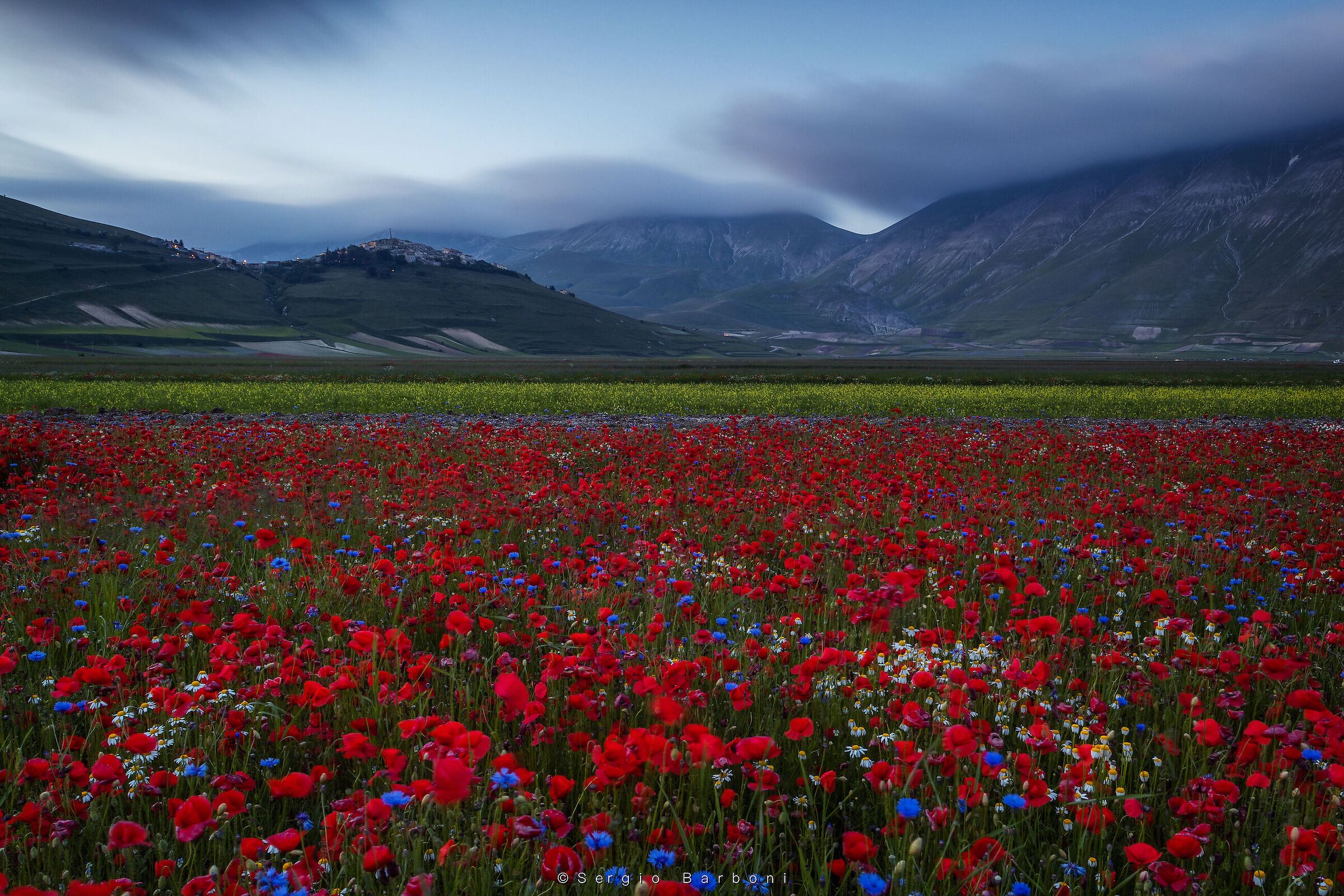 Flowering Castelluccio