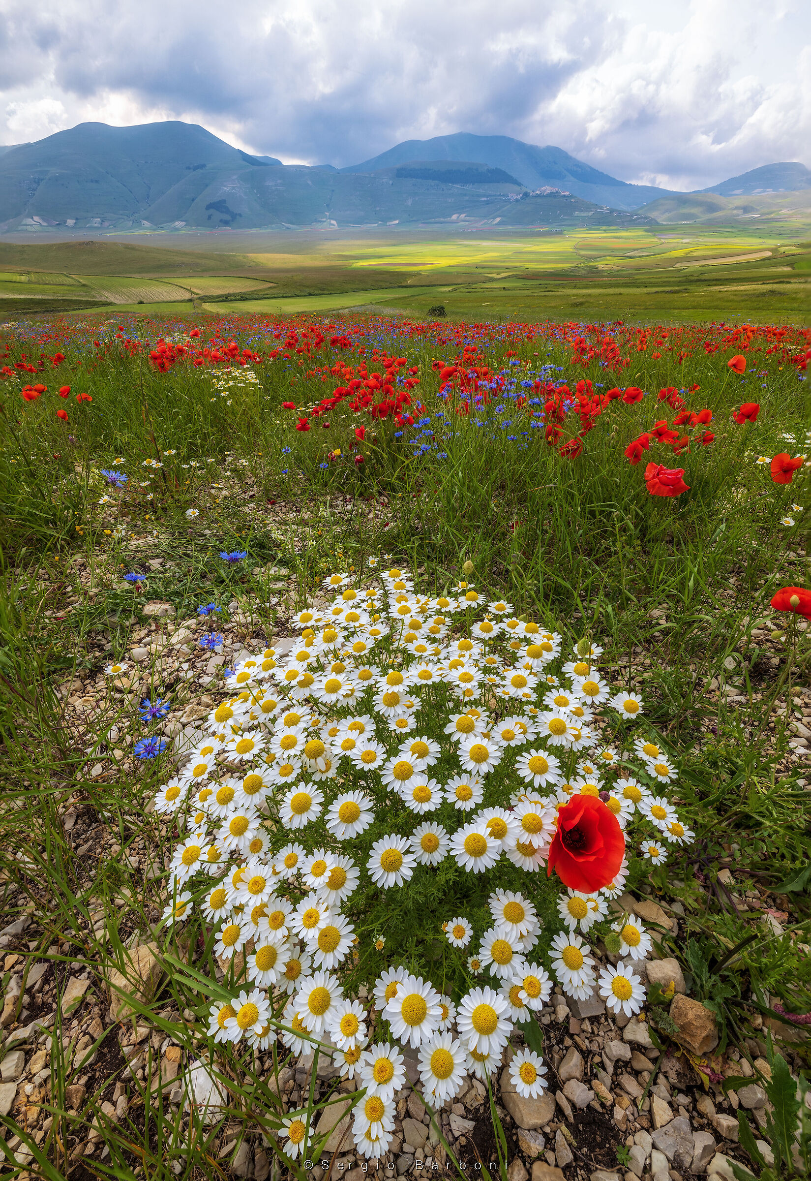 Flowering Castelluccio