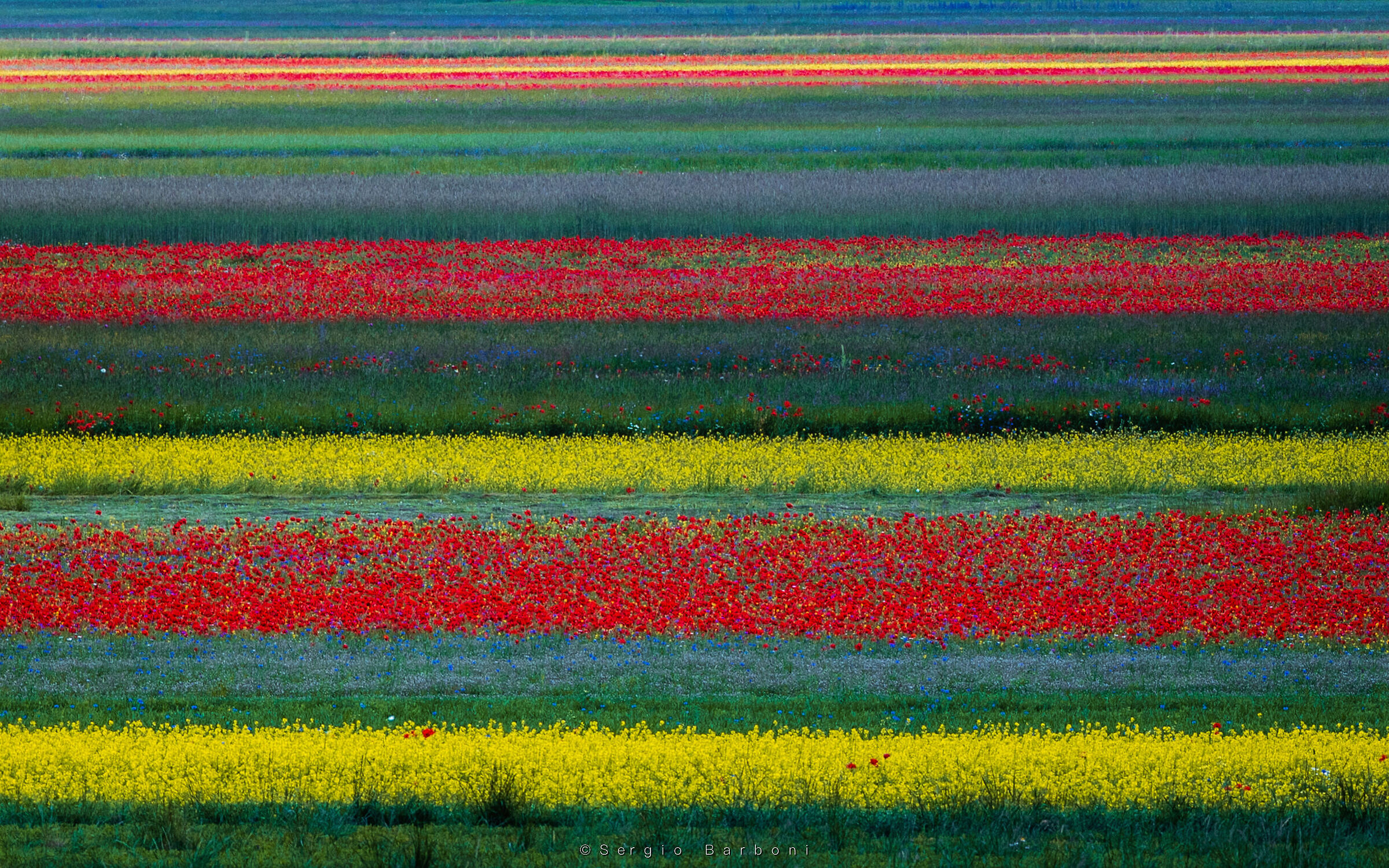 Flowering Castelluccio