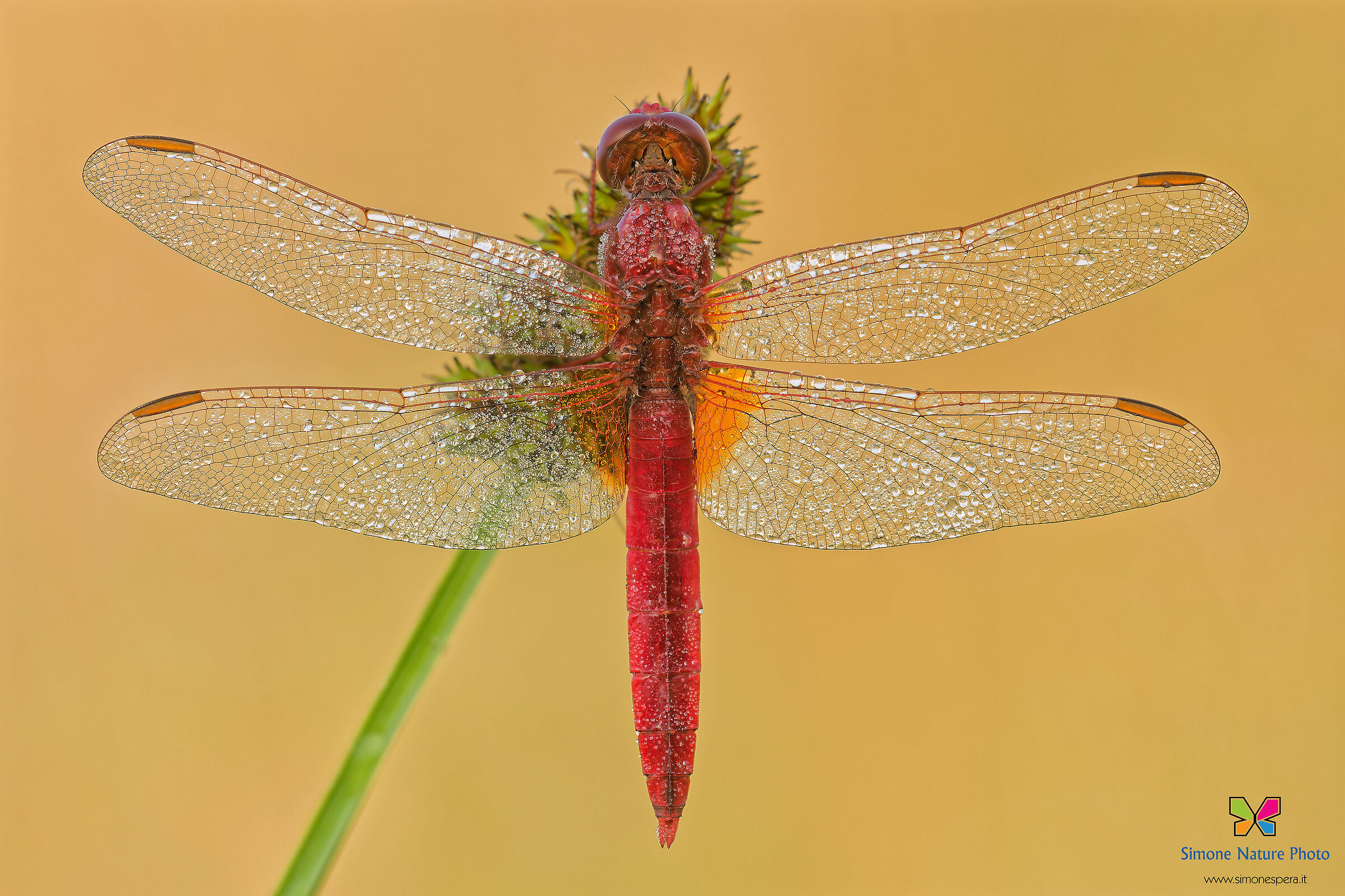 Crocothemis erythraea...