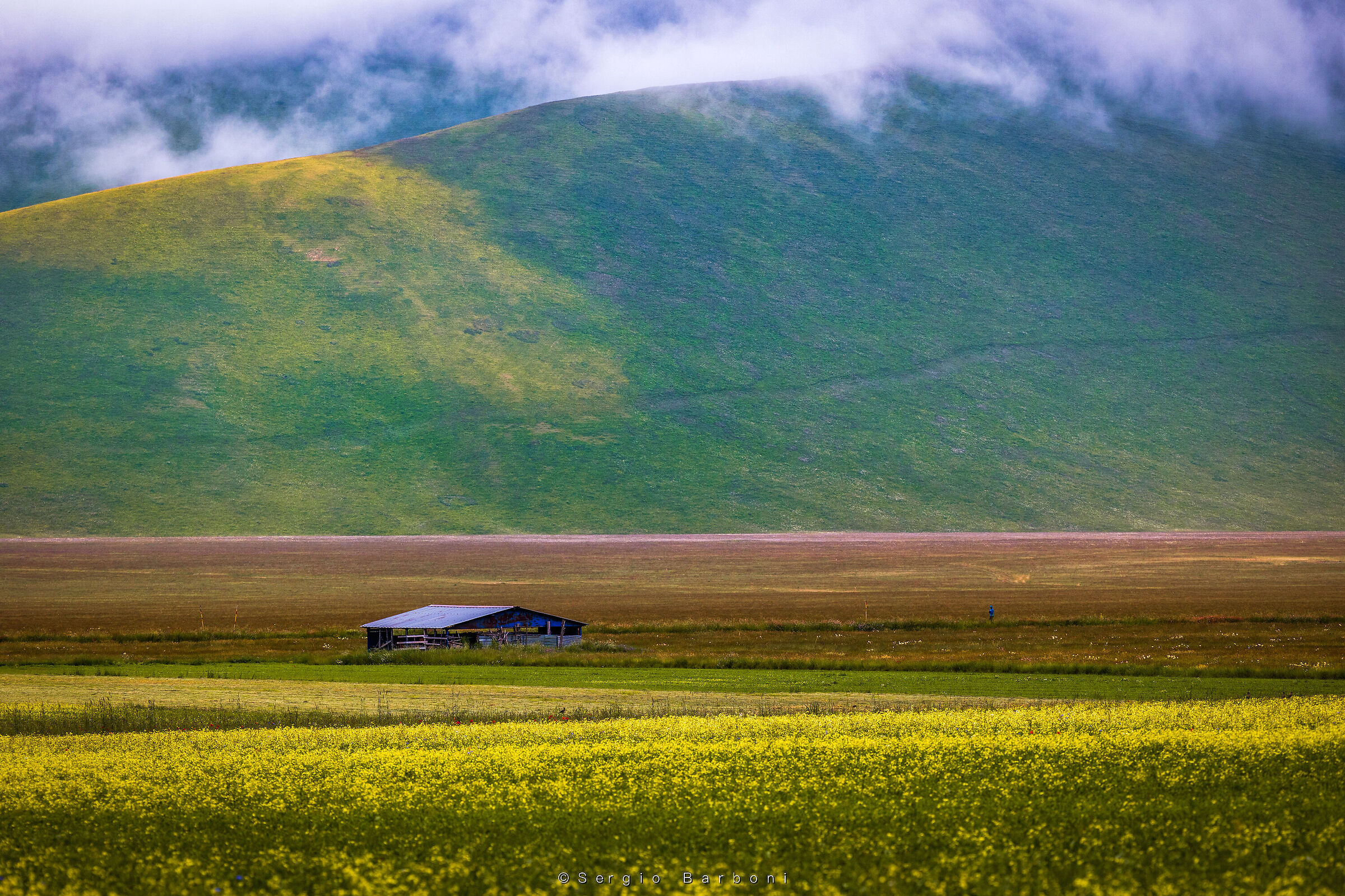 Flowering Castelluccio