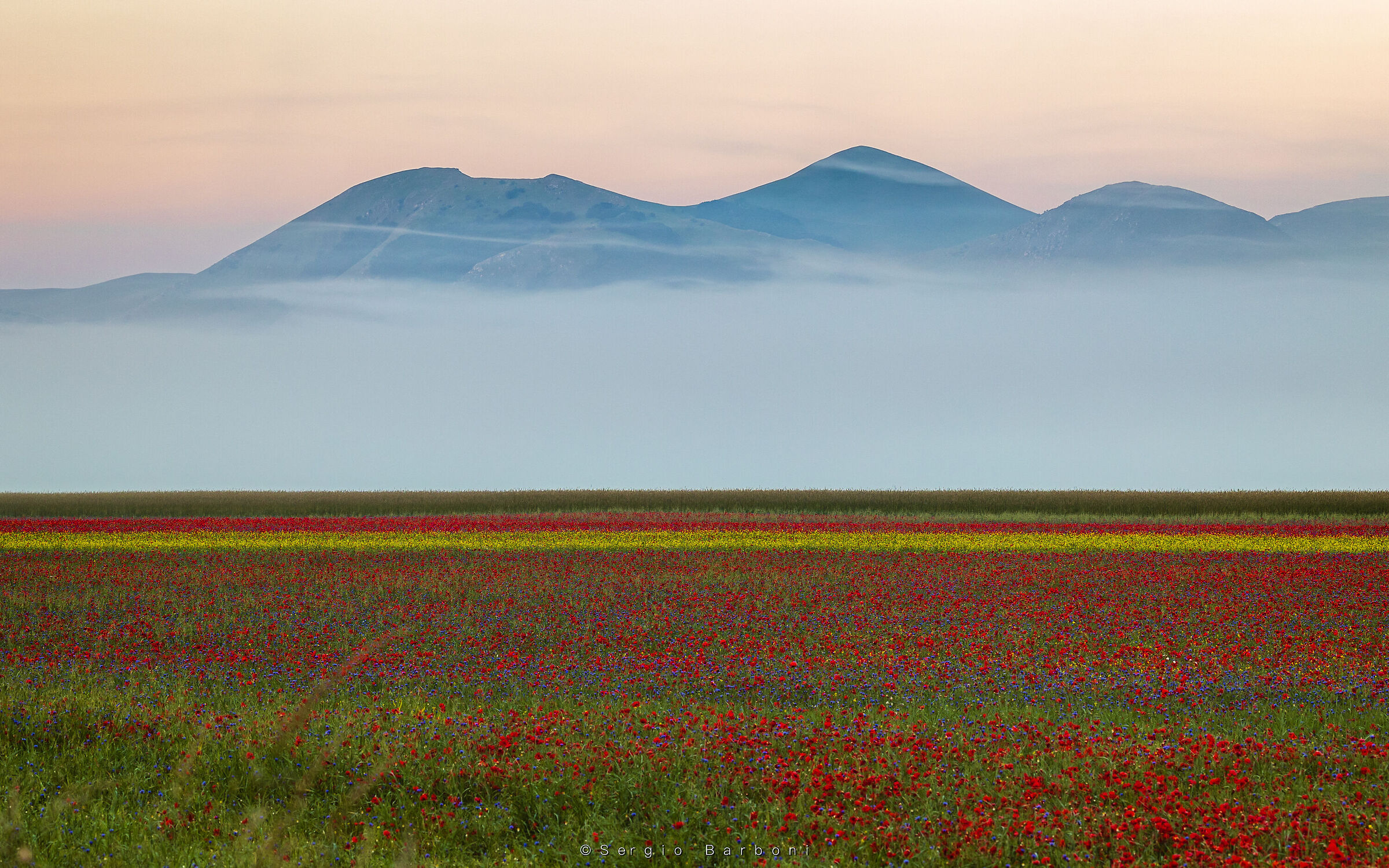 Flowering Castelluccio