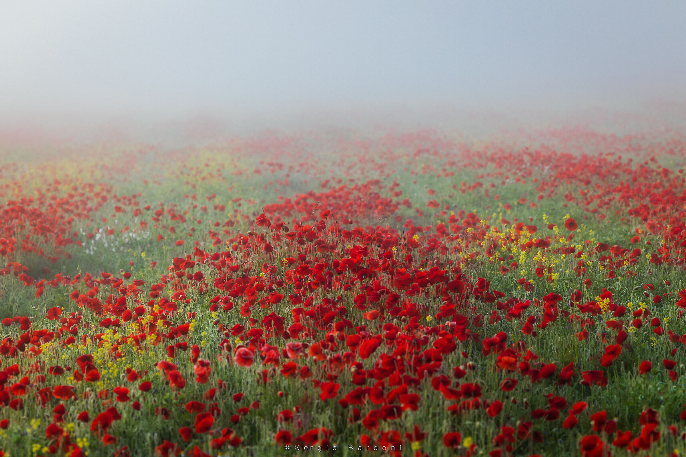 Flowering Castelluccio