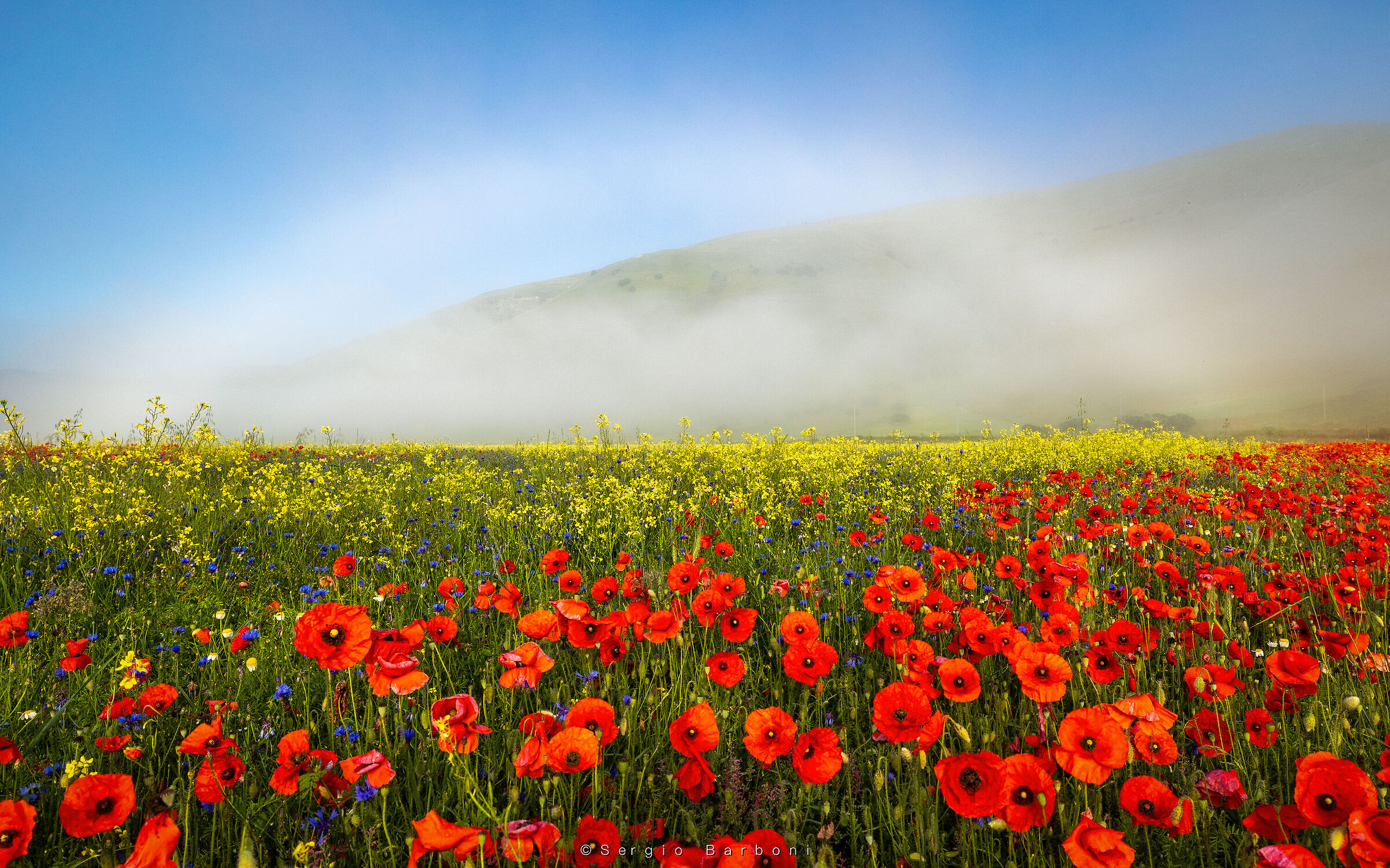 Flowering Castelluccio