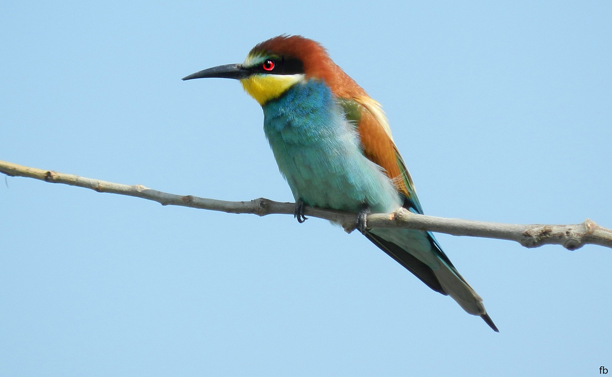 primo gruccione 2013