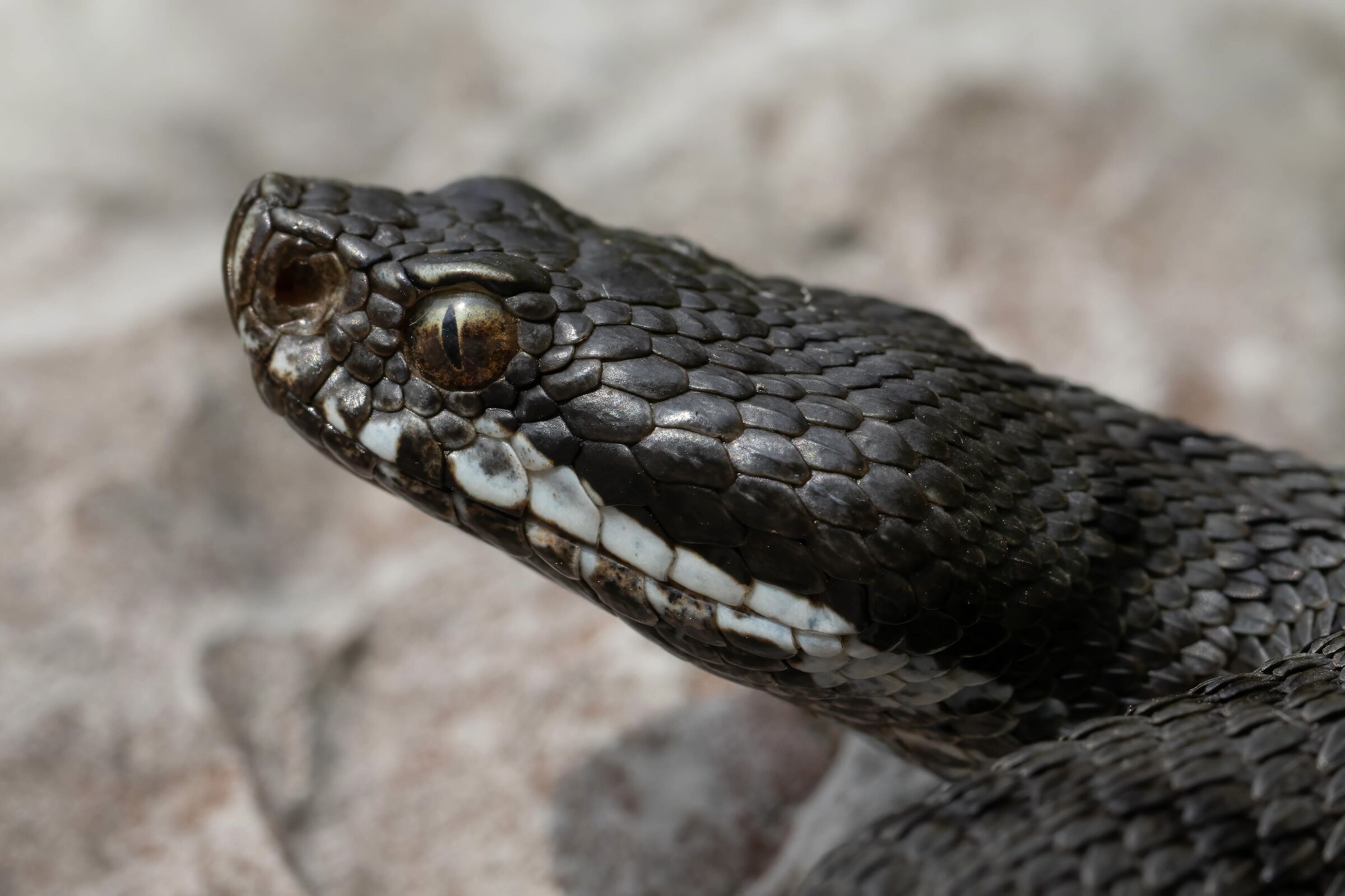 Vipera aspis