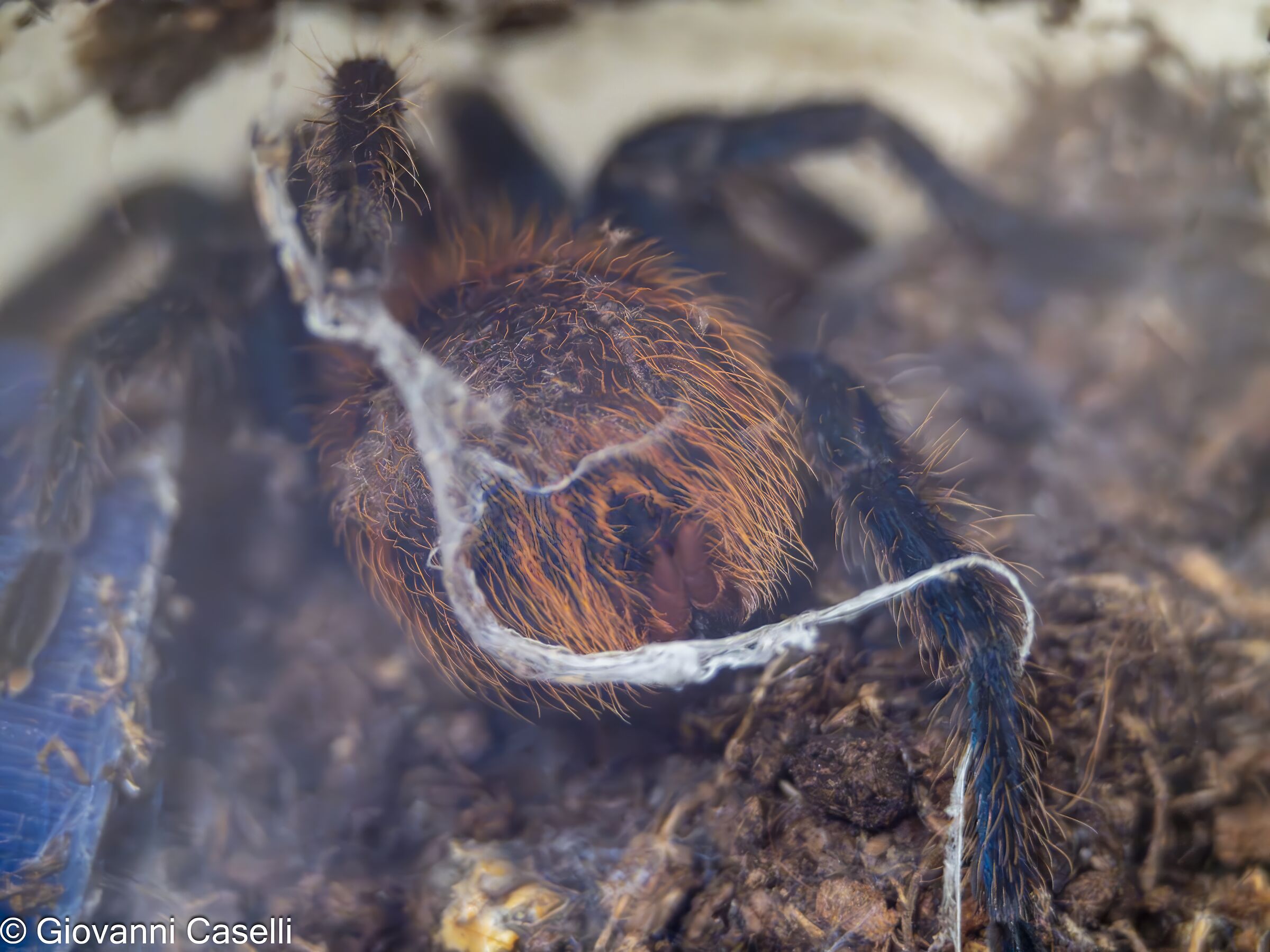 Chromatopelma cyanopubescens 0.0.1