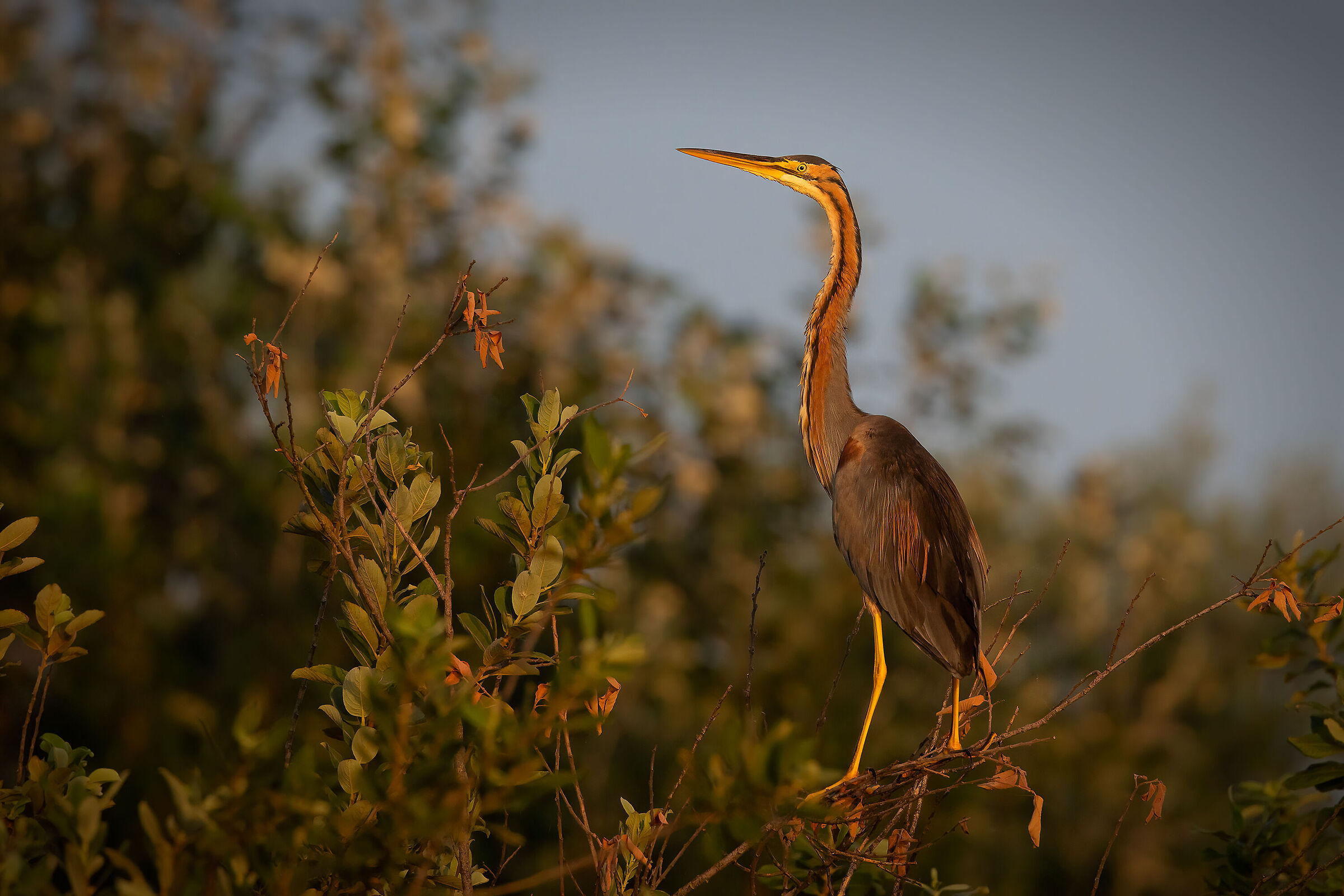 Rosso alle prime luci