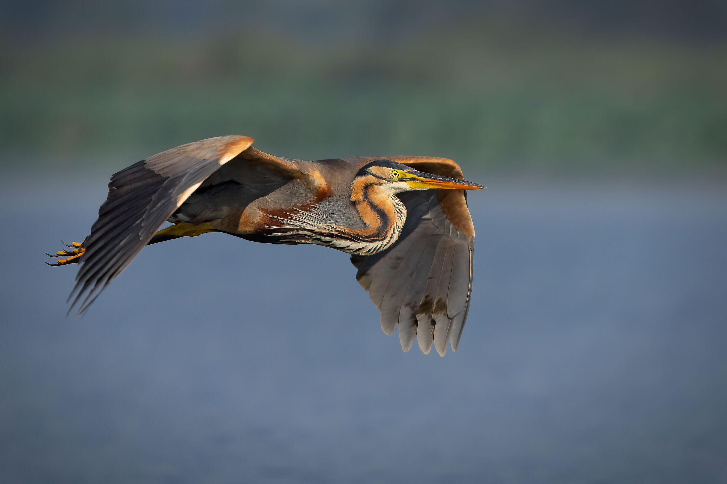 Rosso in volo radente