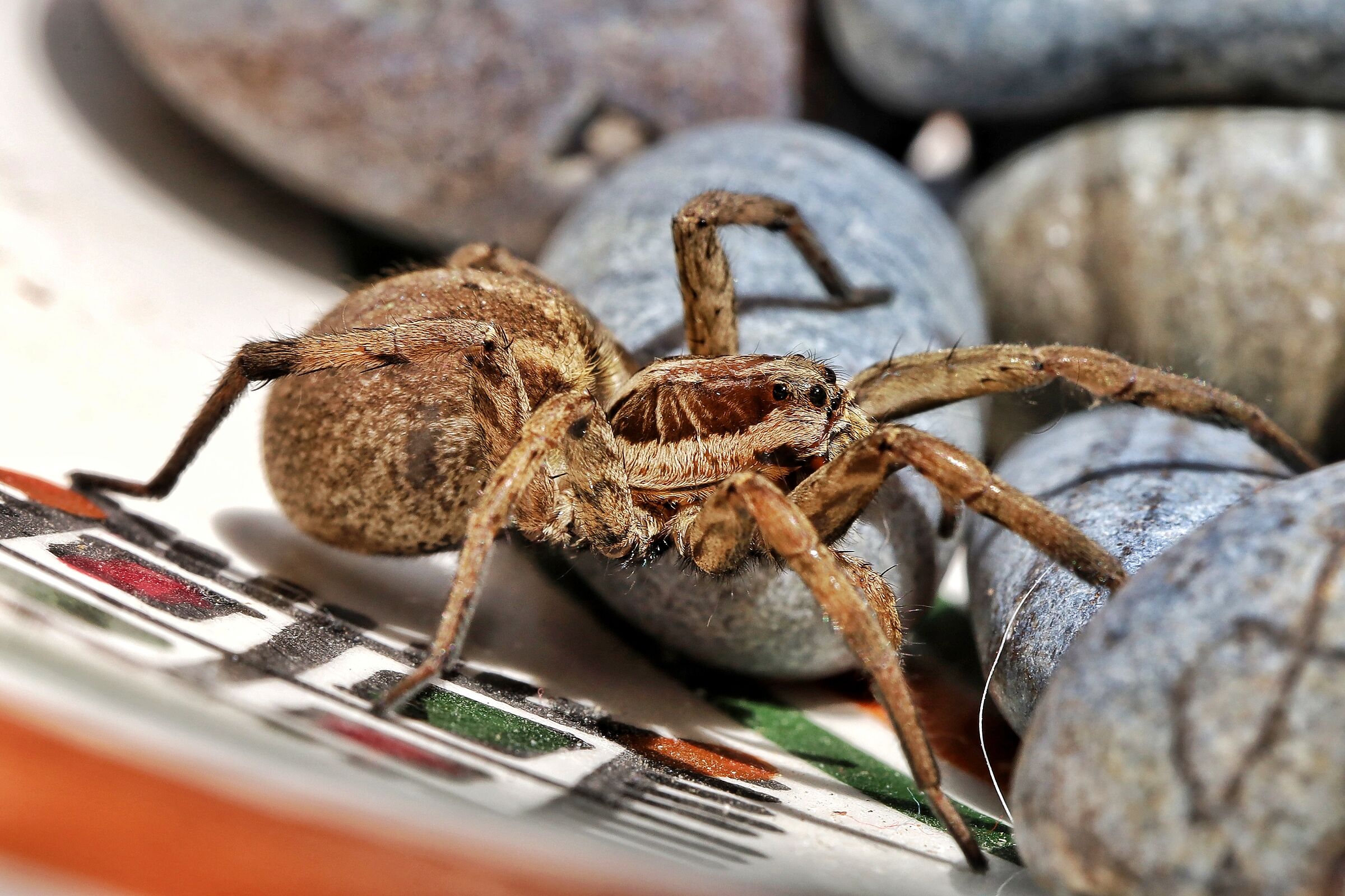 Hogna radiata &female;
