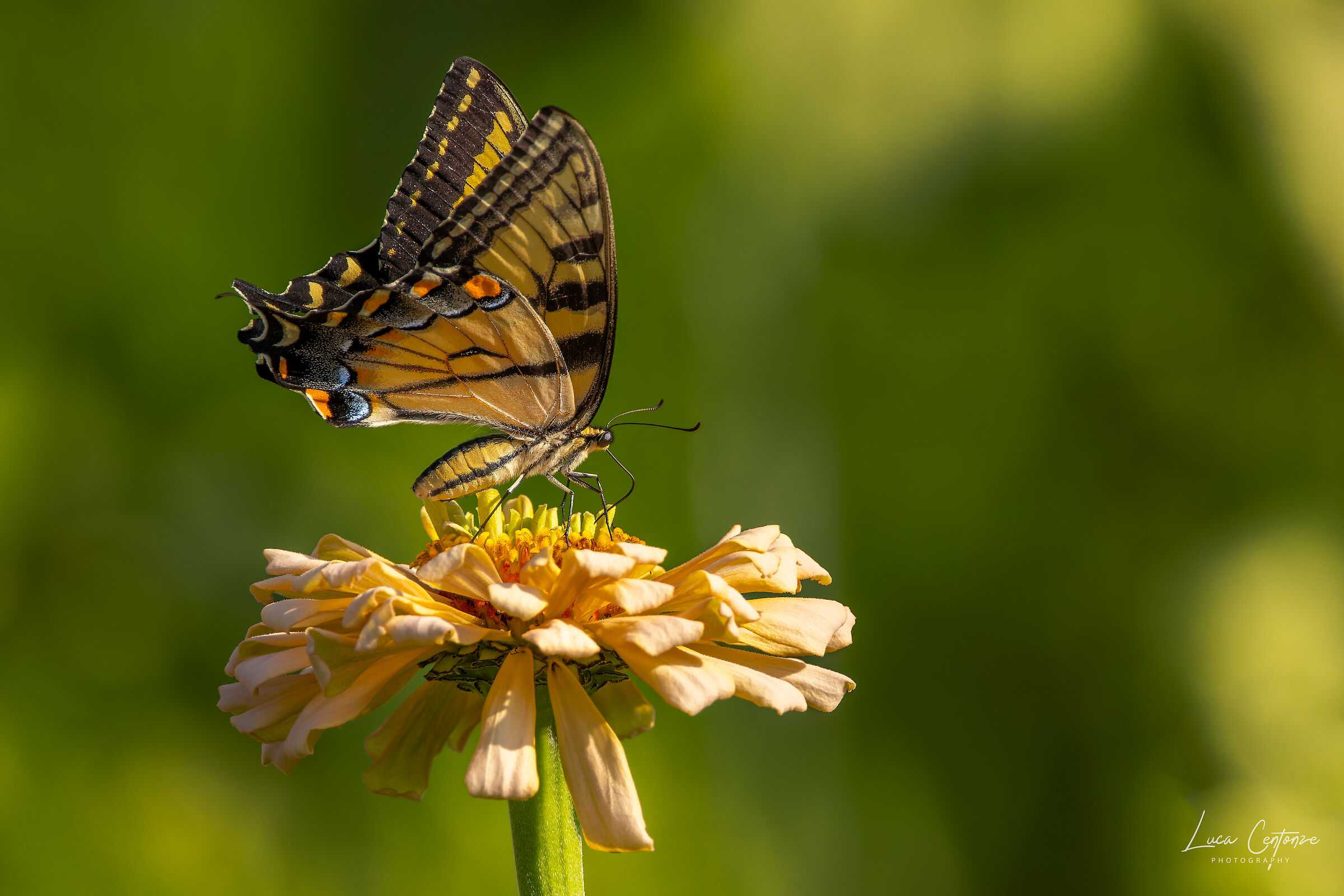 Eastern tiger Swallowtail